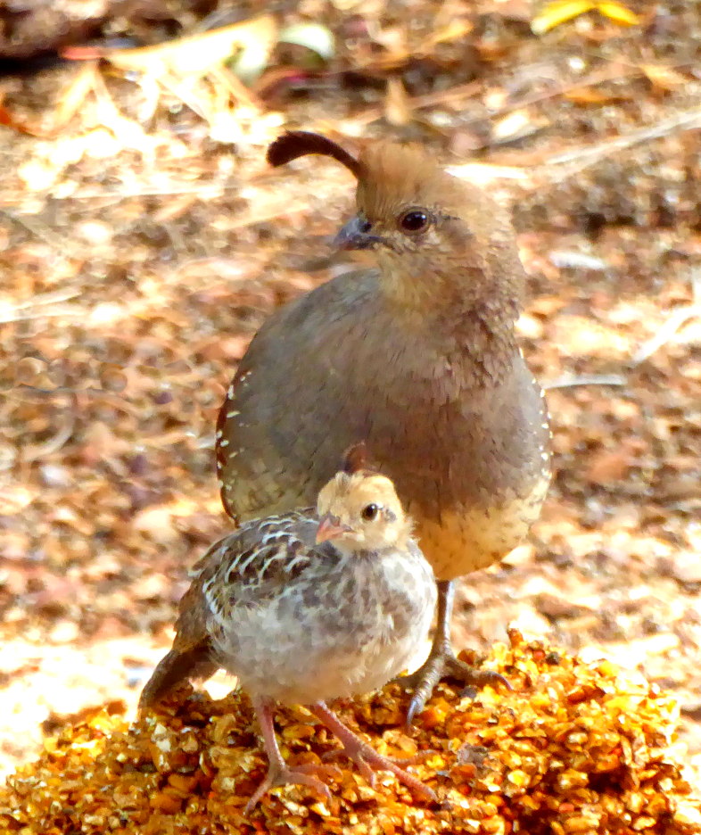 Mother Gambel's Quail and chick