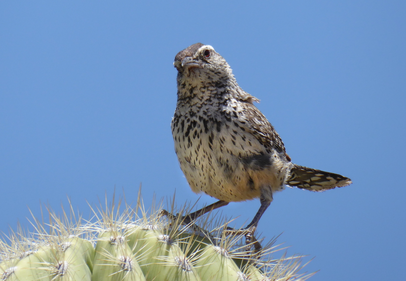 Cactus Wren