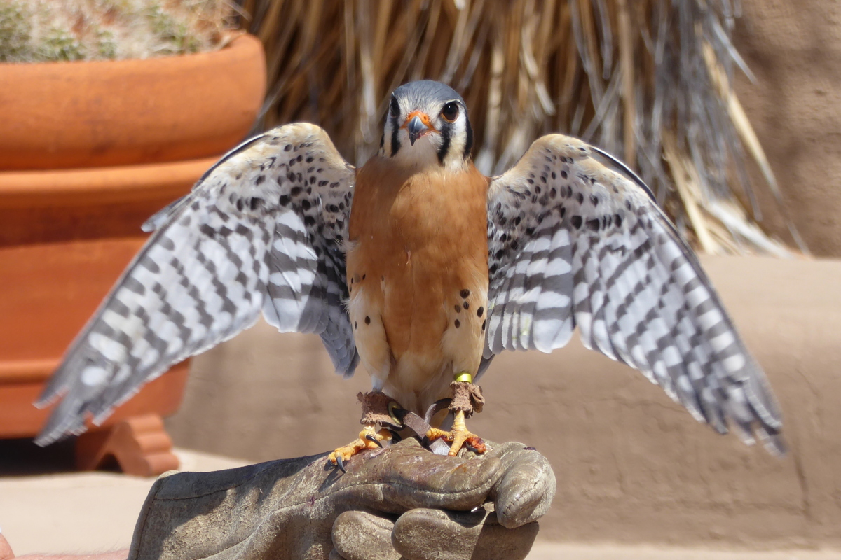 Pico Raptor - Arizona Sonora Desert Museum