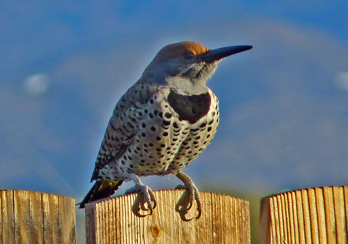 Gilded Flicker