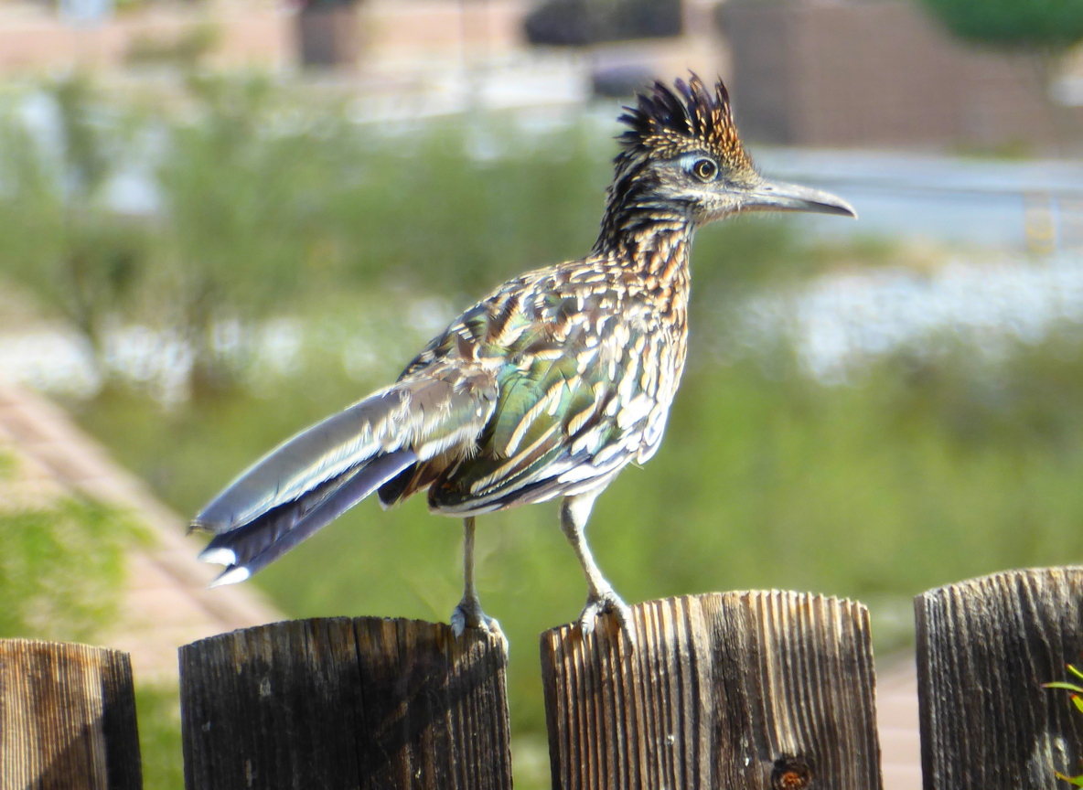 Roadrunner