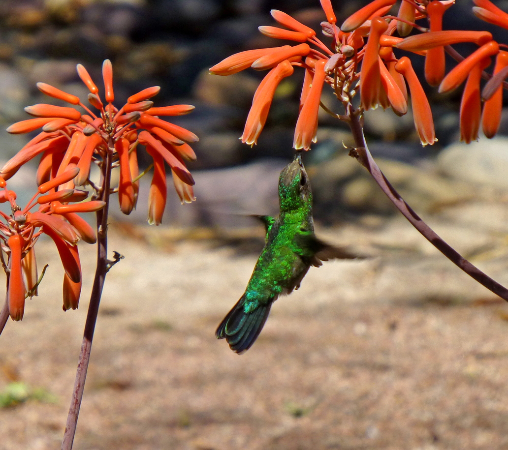 Hummingbird & Aloe
