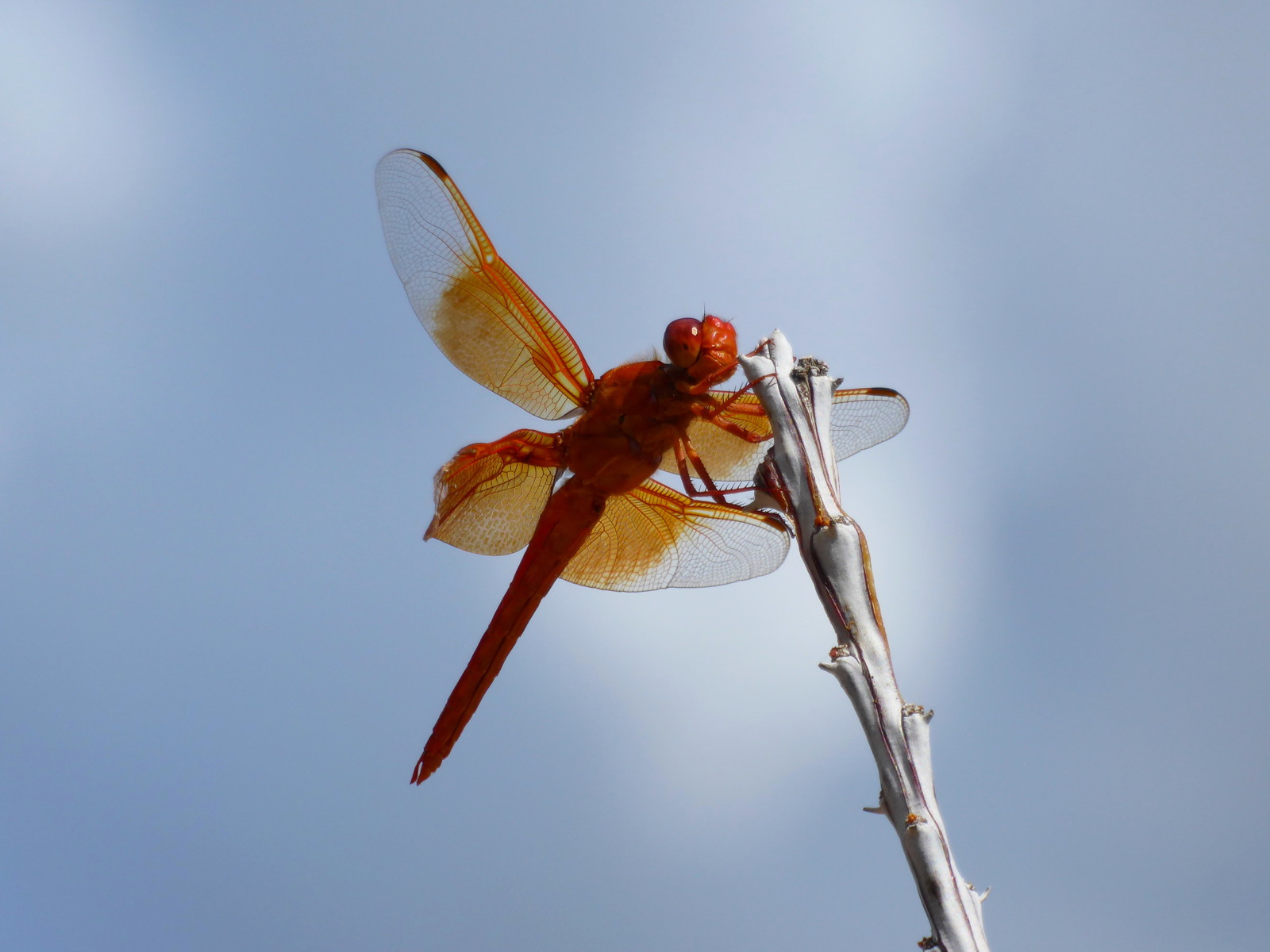 Red Skimmer Dragonfly
