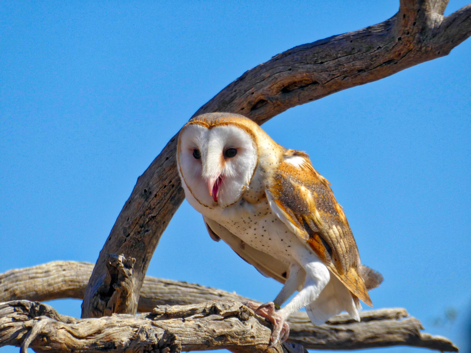 Barn Owl