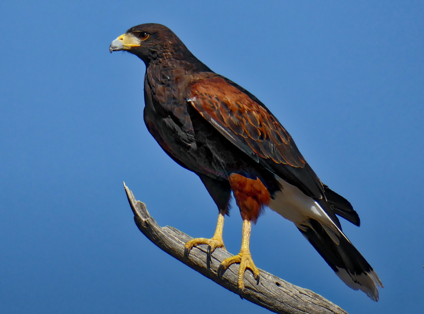 Harris Hawk