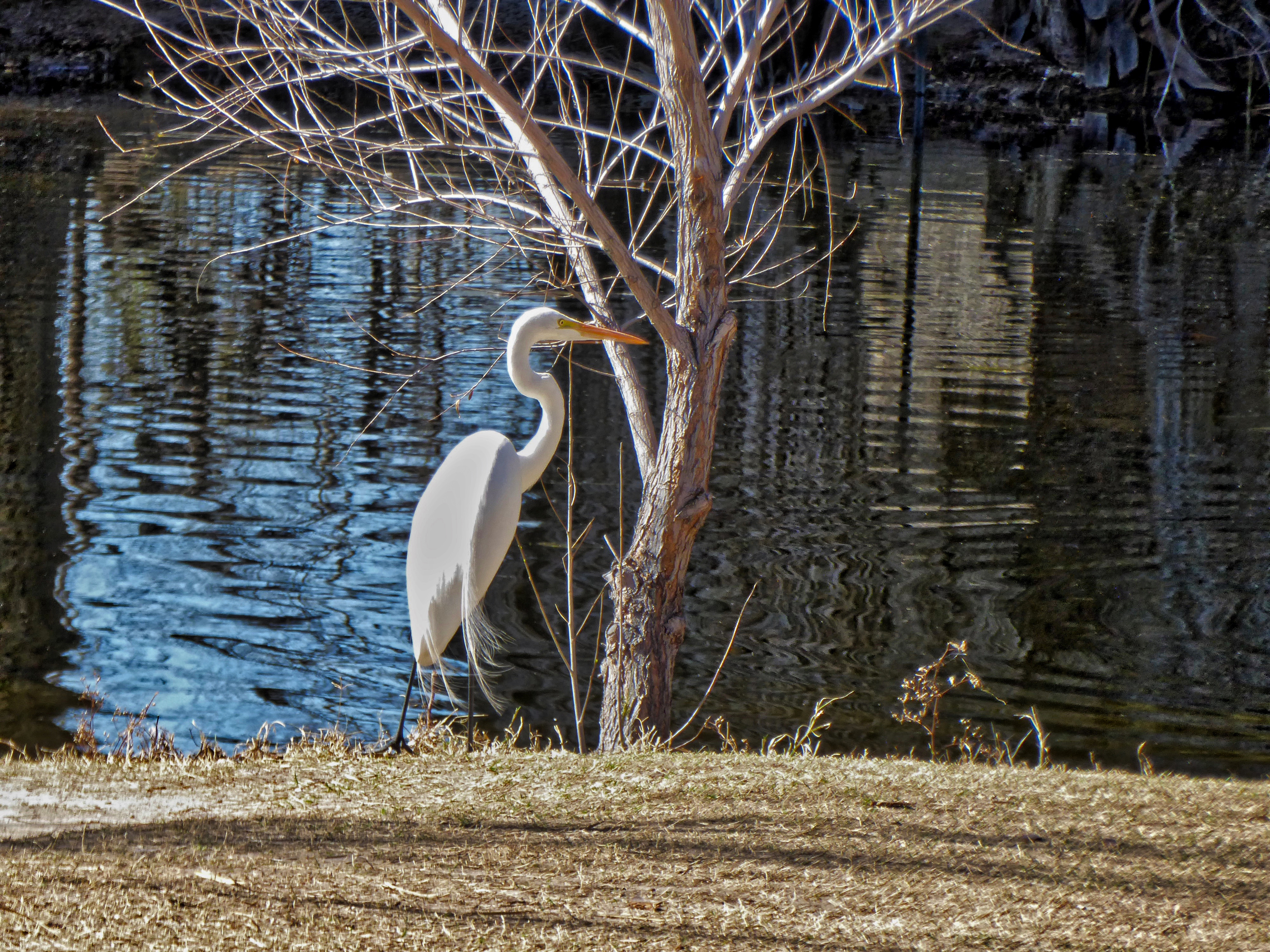Great Egret - Agua Caliente Park, Tucson