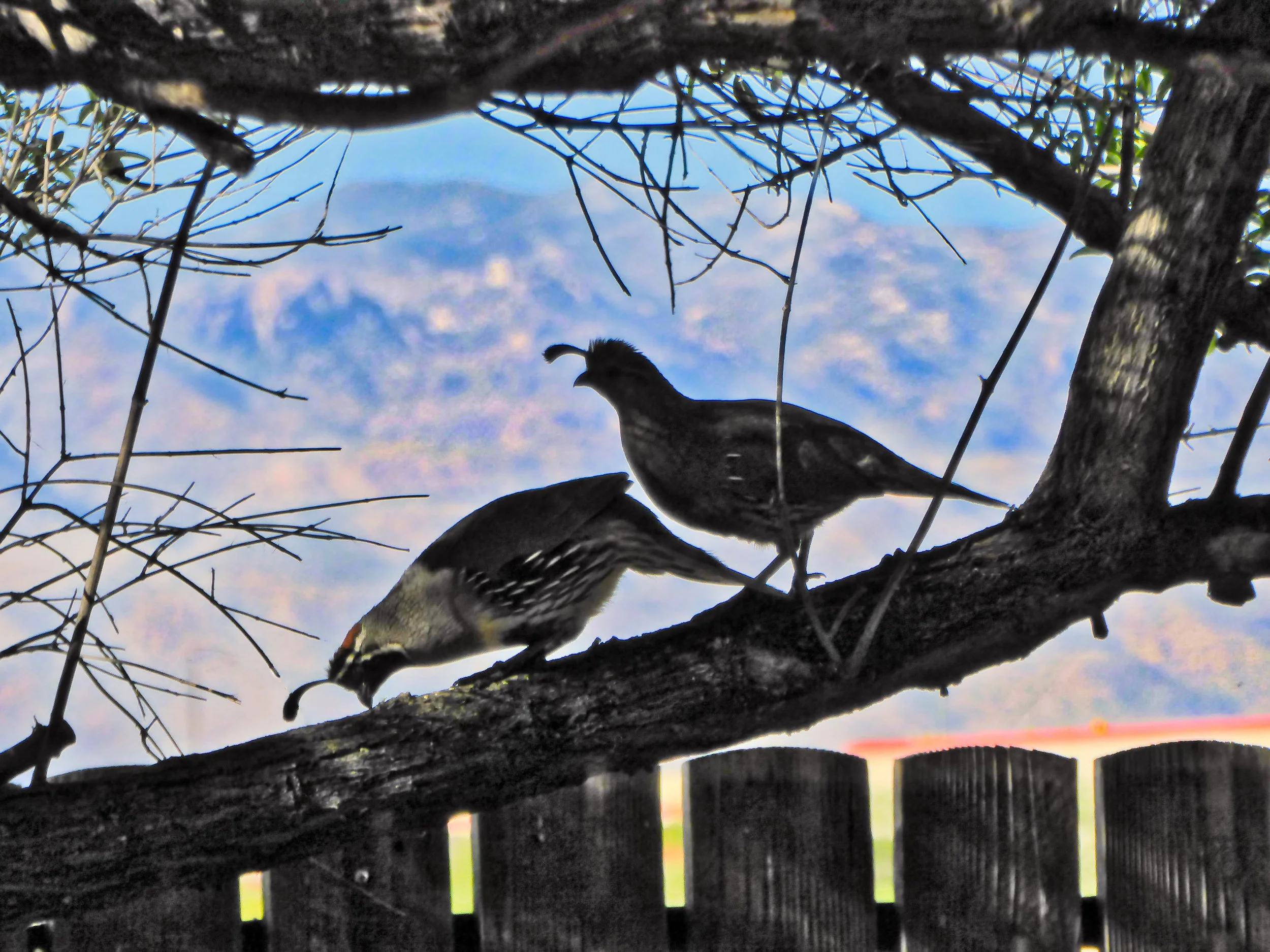 Gambel's Quail Pair