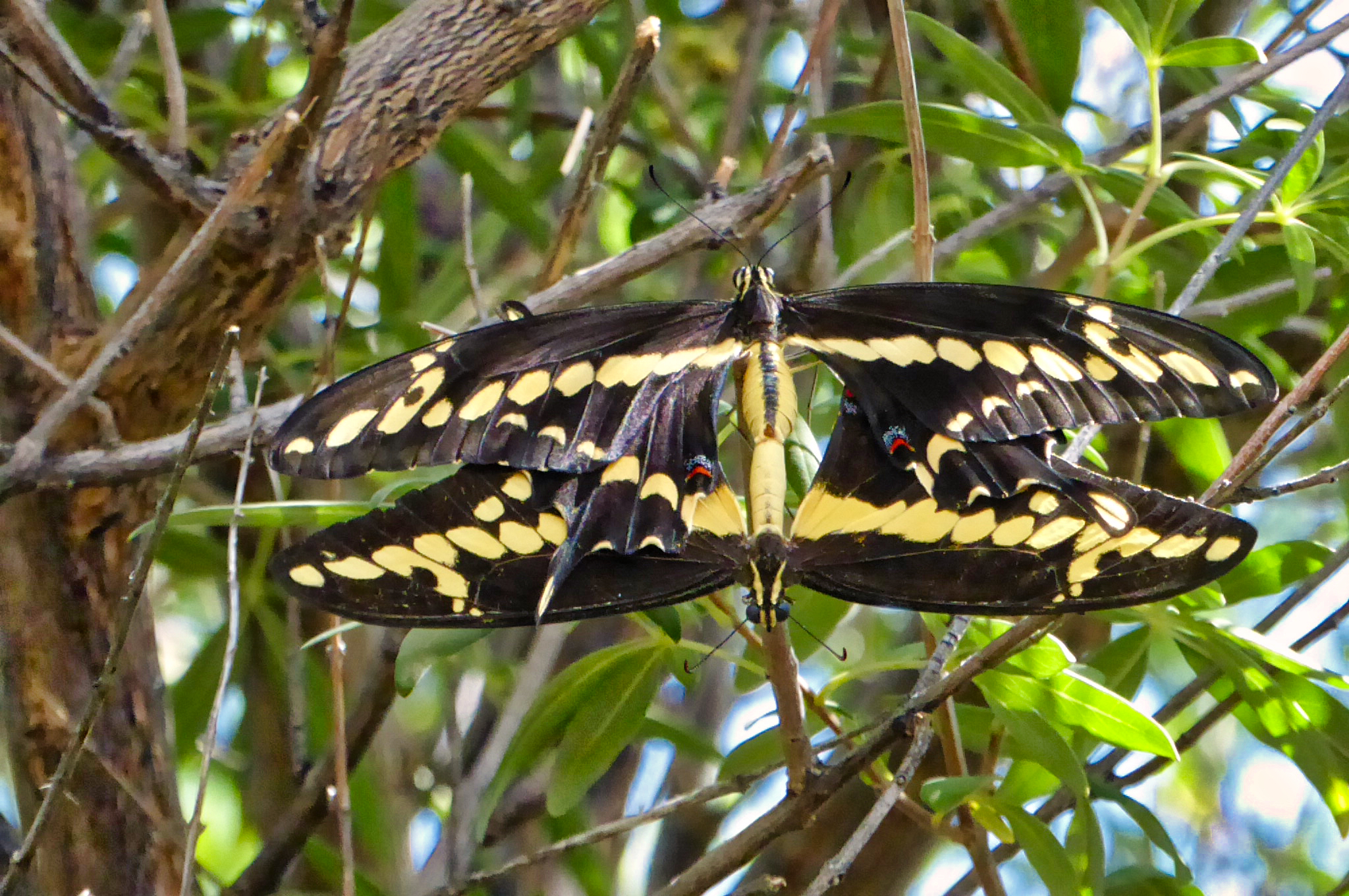Giant Swallowtails (Papilio Cresphontes)