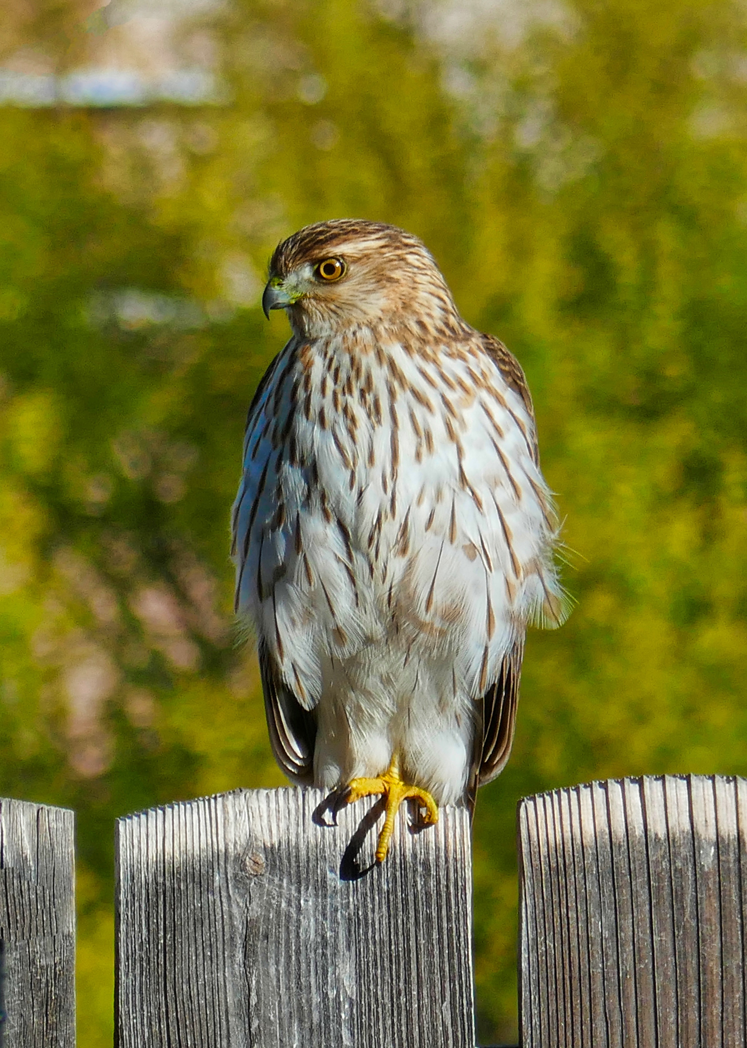 Cooper's Hawk