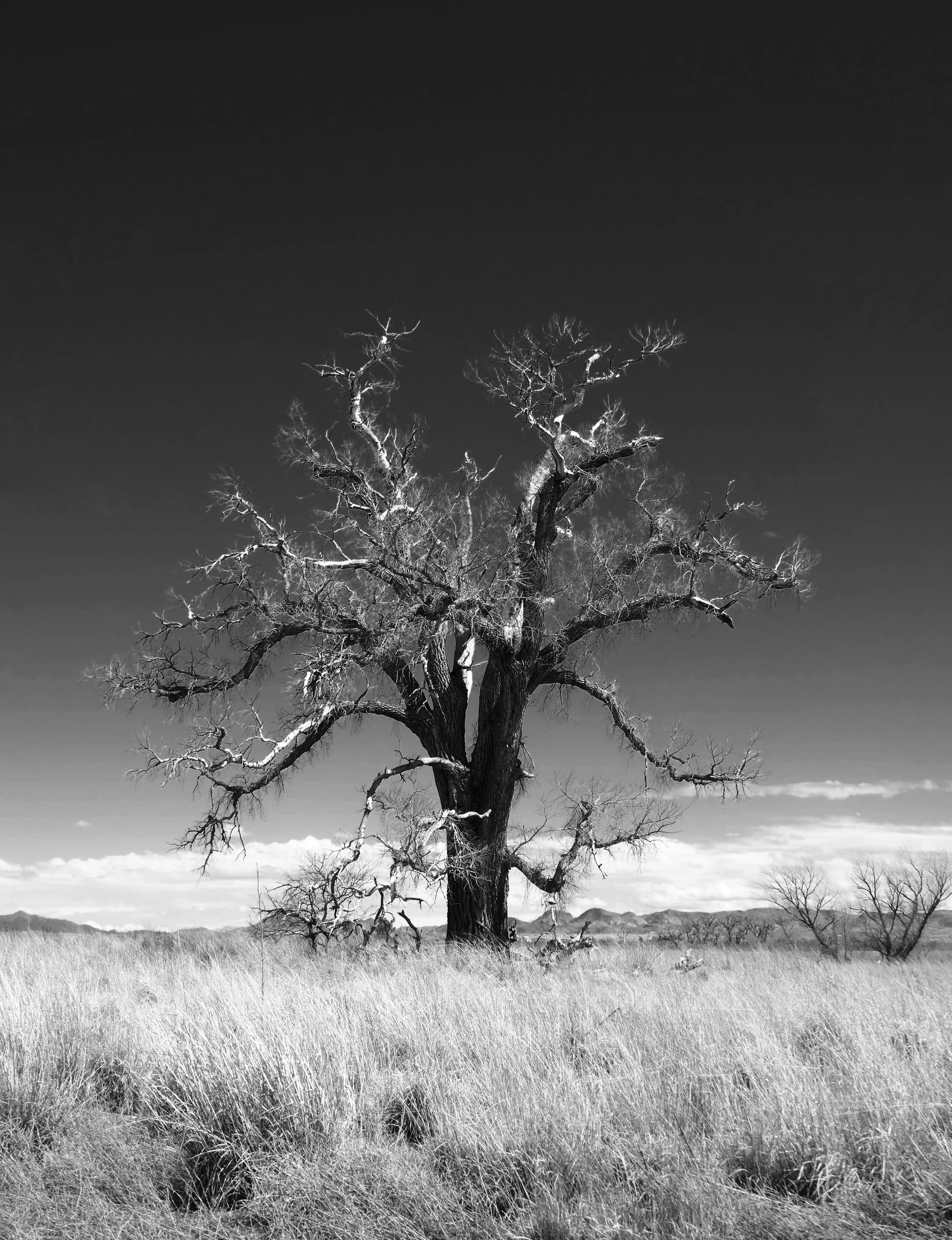 ArivacaTree.jpg