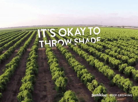 sunkist_FBthrowshade_02.gif