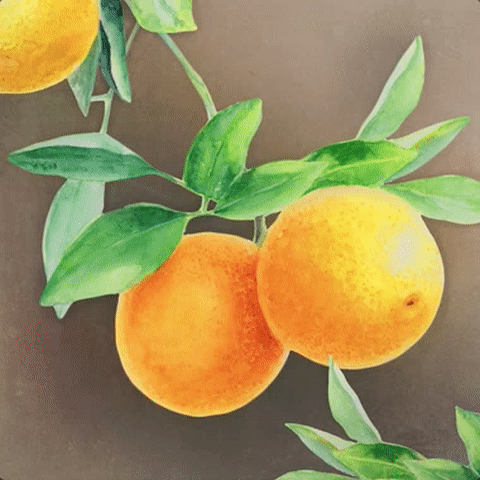 sunkist_inspo_passion.gif