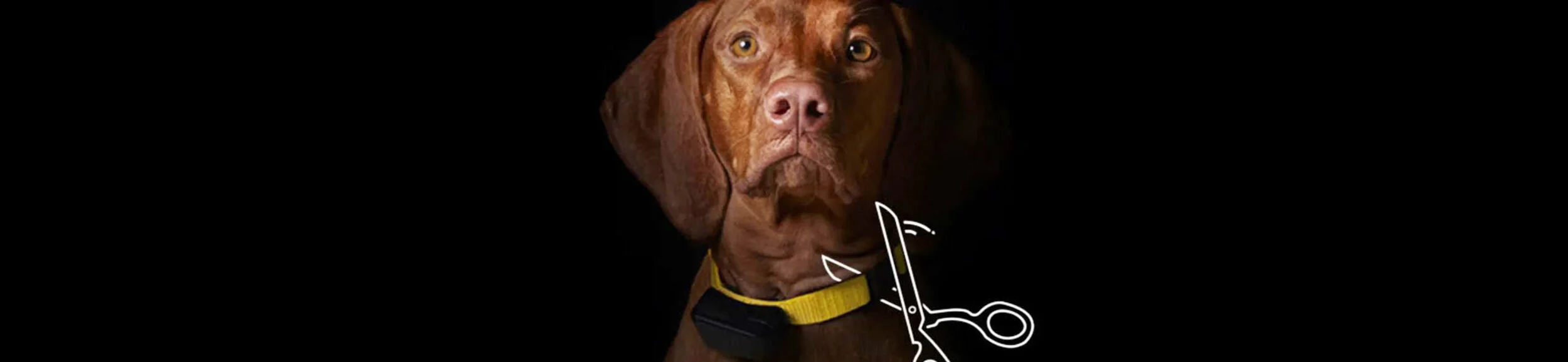 Petco_STS_headerimagev1.jpg
