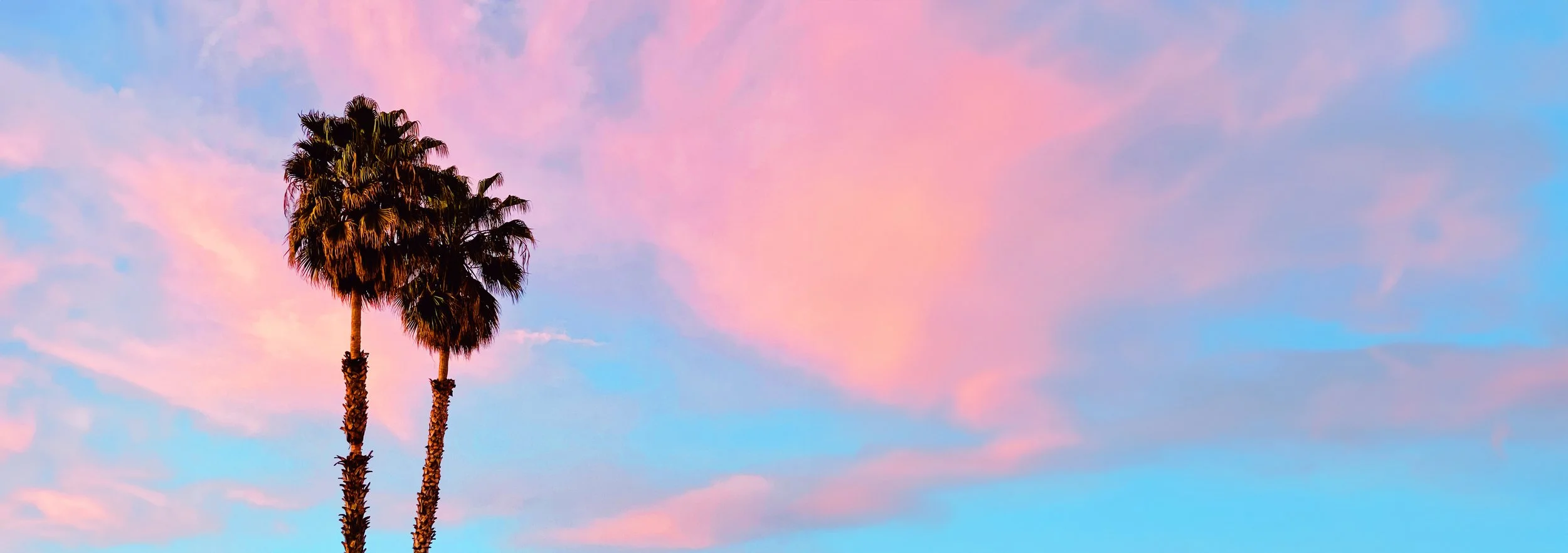 pasadena_palms_headerimgv1.jpg