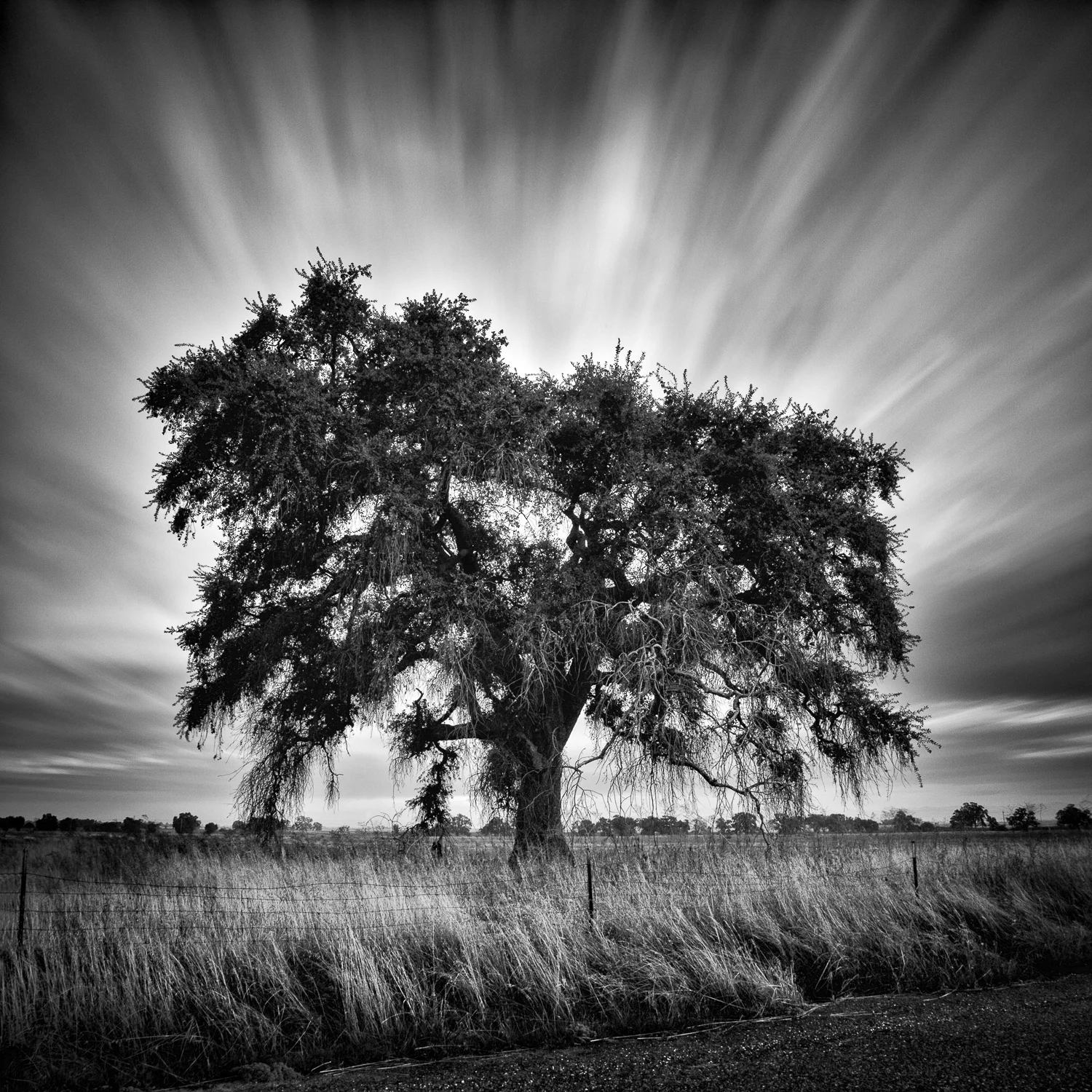 Grandfather_Oak.jpg