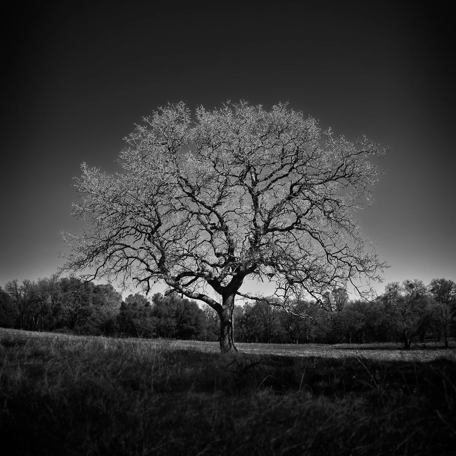 Oak_Tree_Olmstead_Trail.jpg