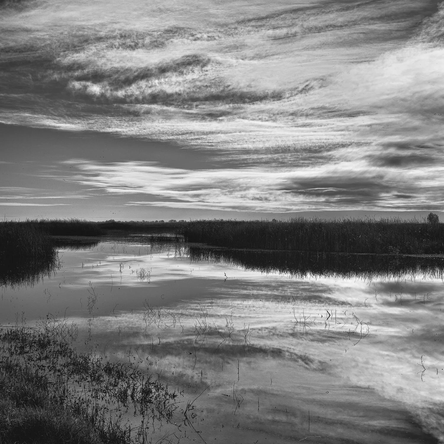 Wetland_Study_2_Yolo_Bypass_Wildlife_Area.jpg