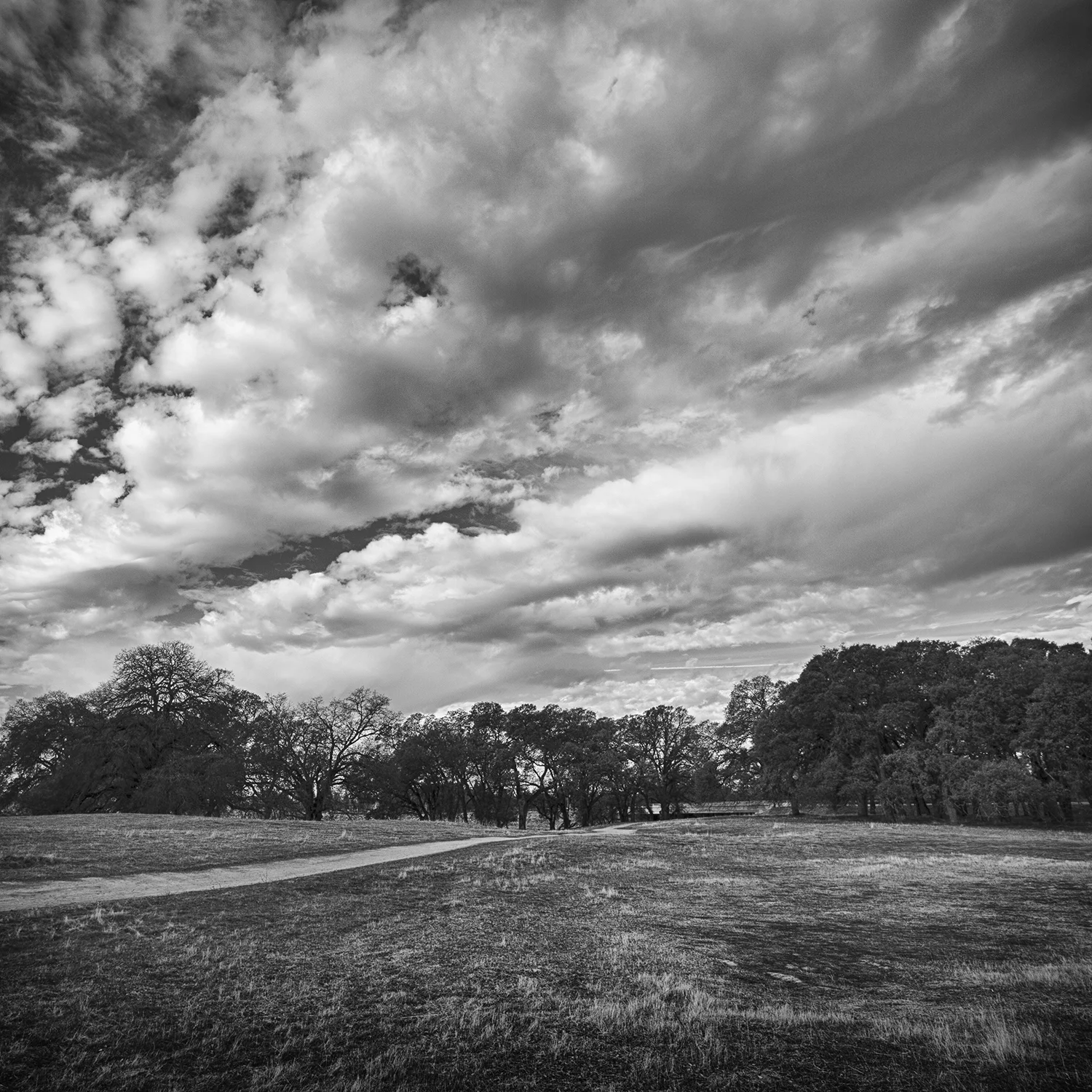 Westside_Oak_Forest_Study_5.jpg