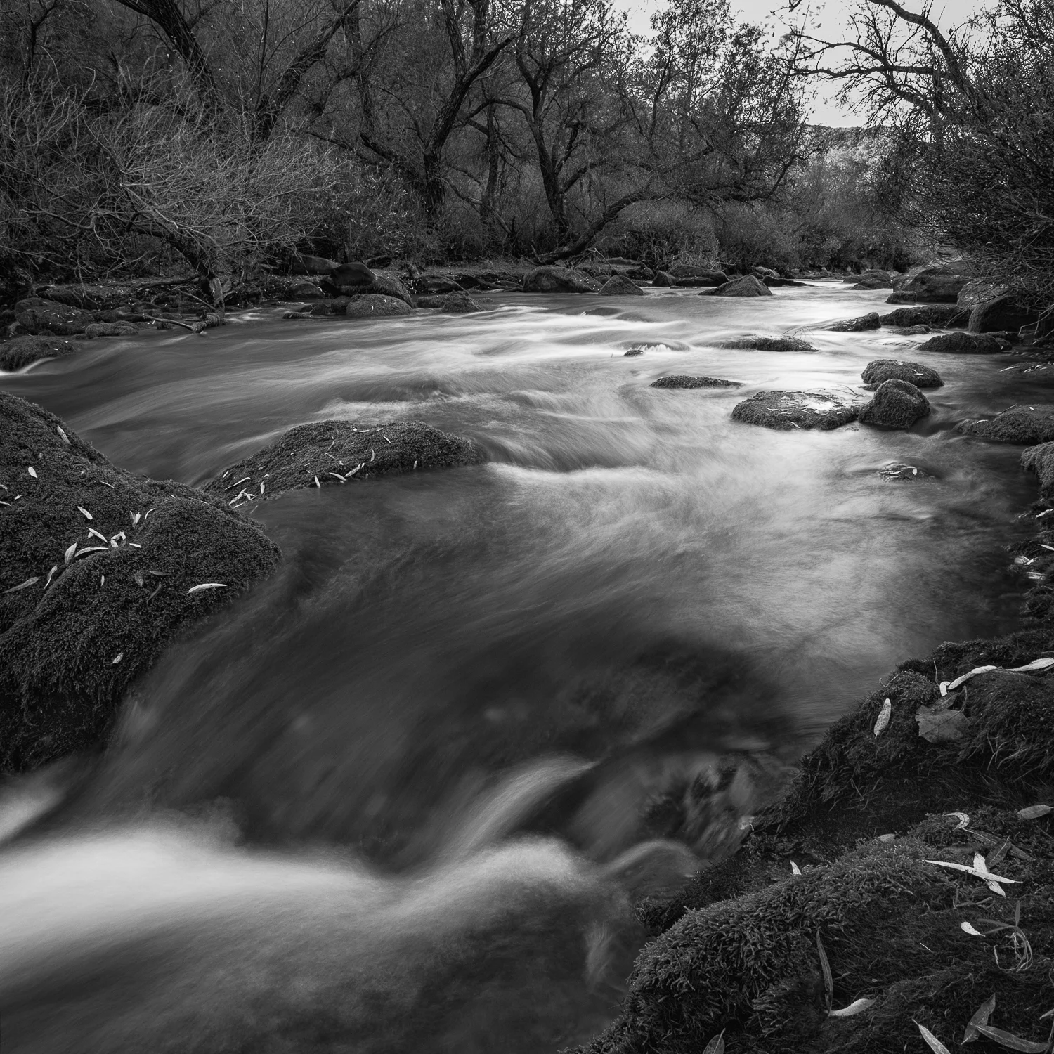 Upper Putah Creek, Study 2, Solano County, California