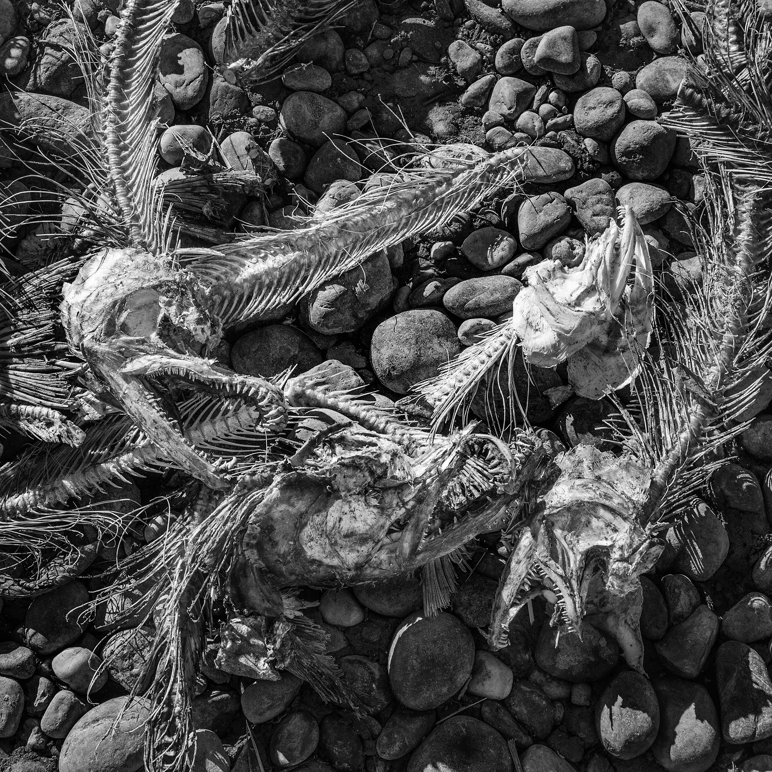 Salmon Bones, American River Near Effie Yeaw