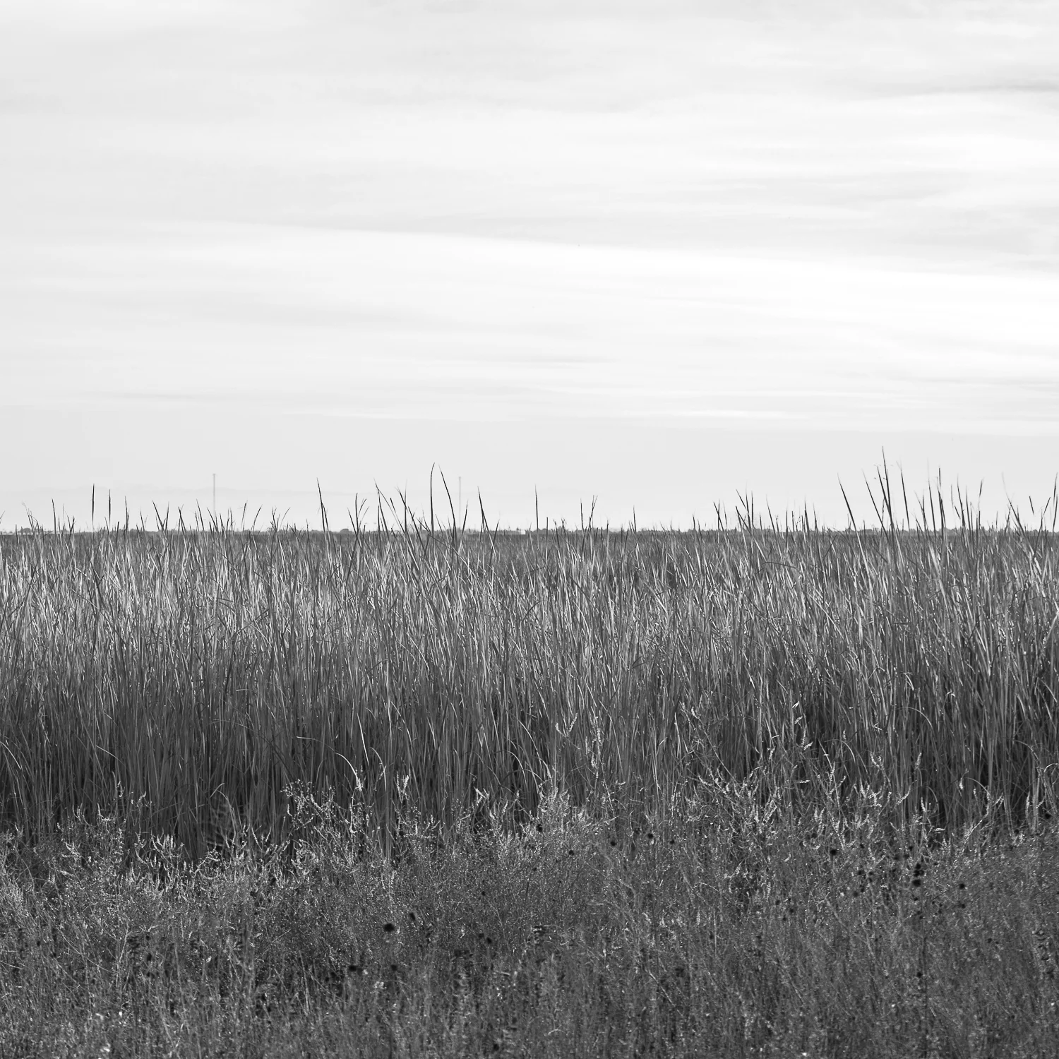Rice, Yolo Bypass Wildlife Area, Yolo County, California