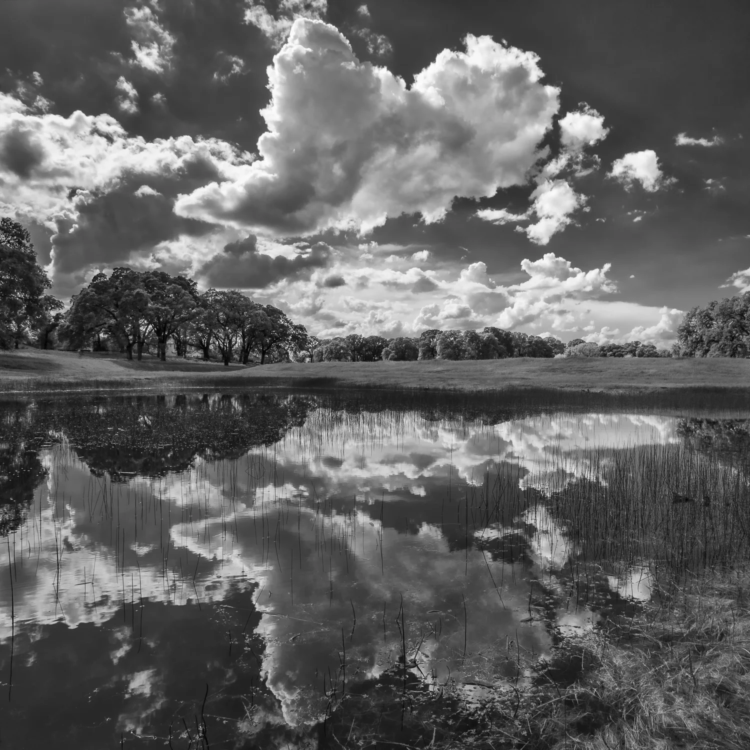 Ephemeral Wetland, Placer County, California