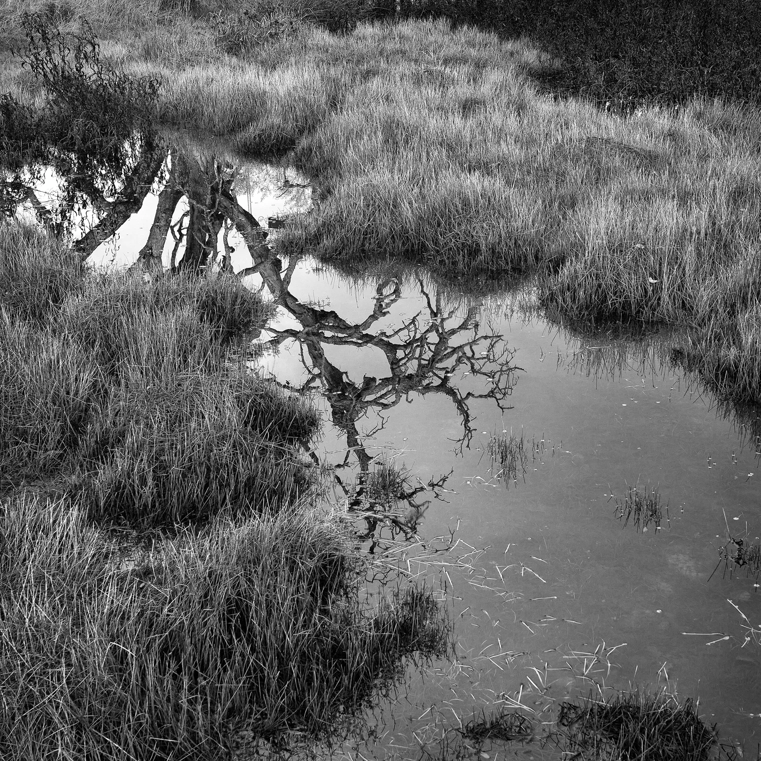 Winter_Wetland.jpg