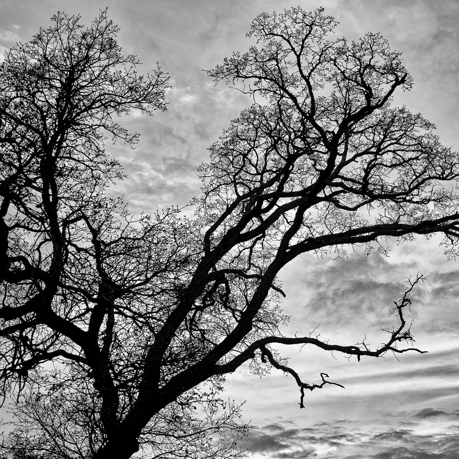 Oak Tree at Dusk, Placer County, California