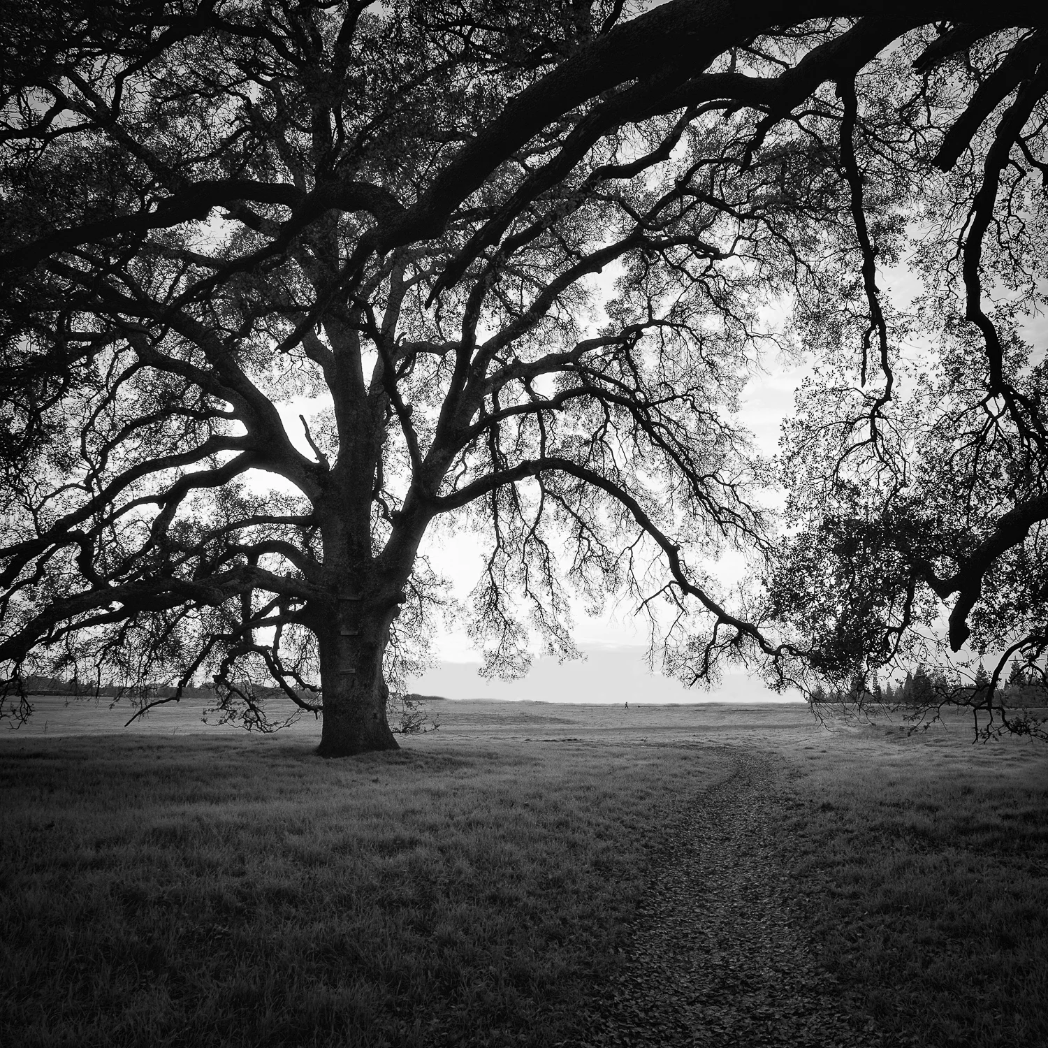 Path Through Oak Woodland, Placer County, California
