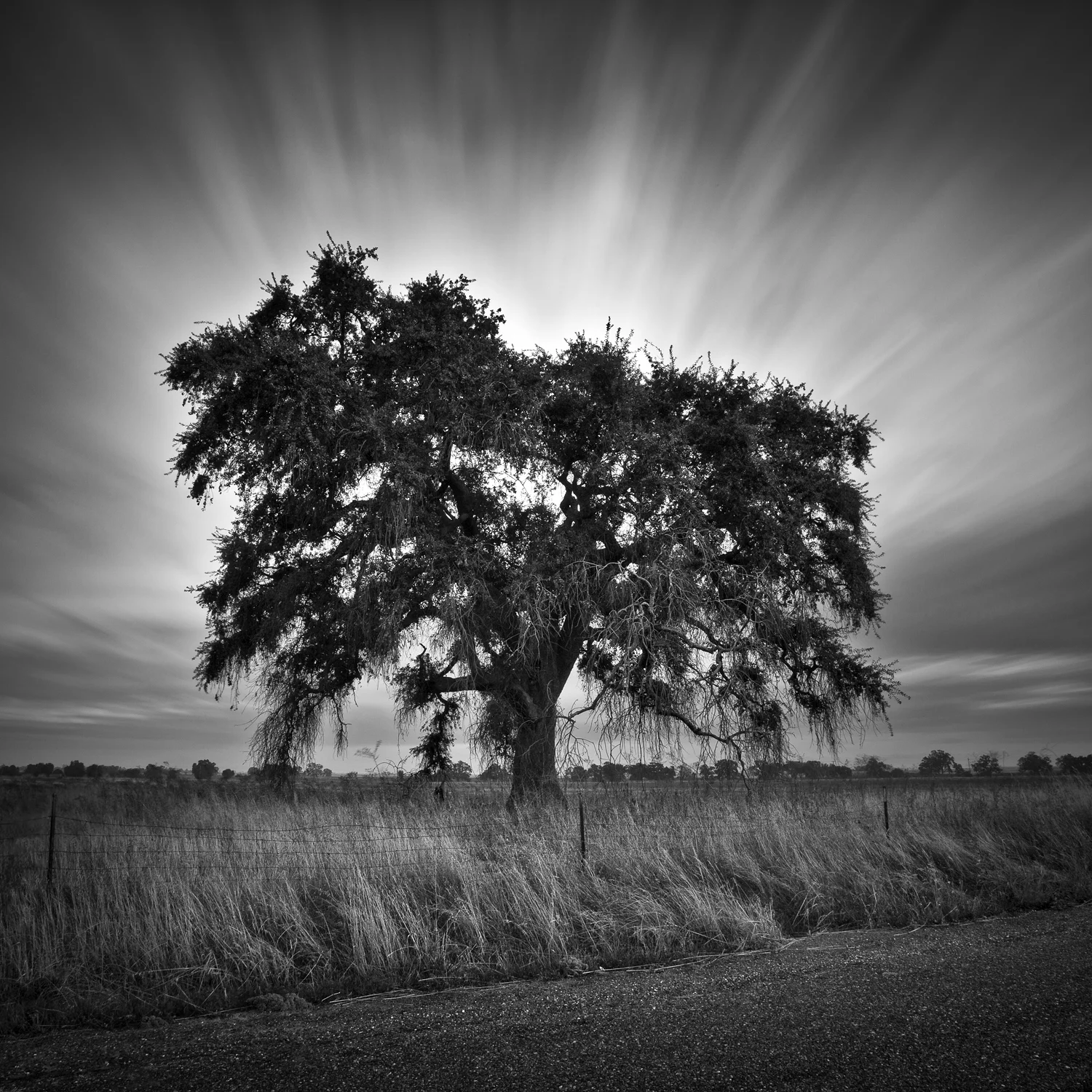 Grandfather Oak II
