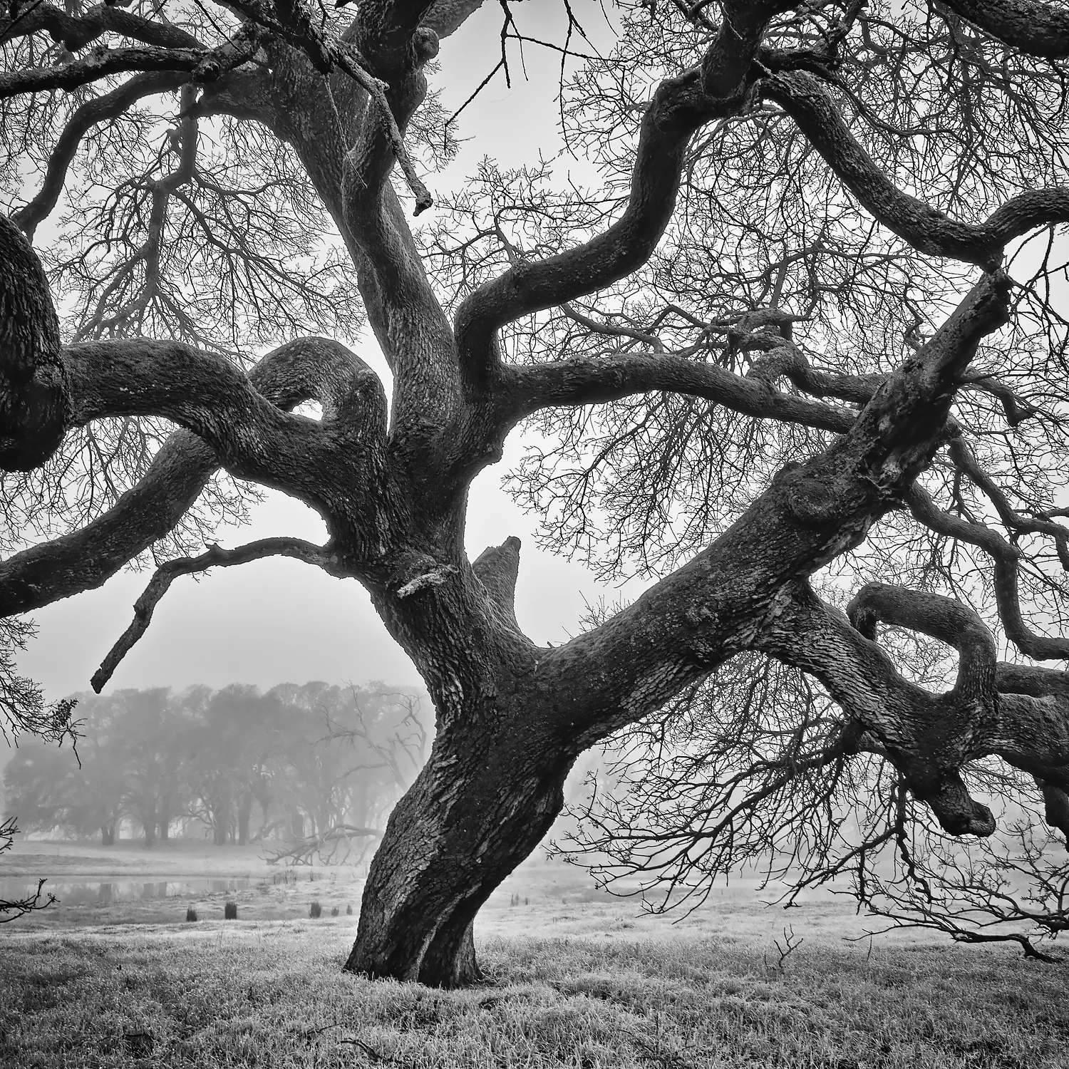 Old_Oak_Tree.jpg