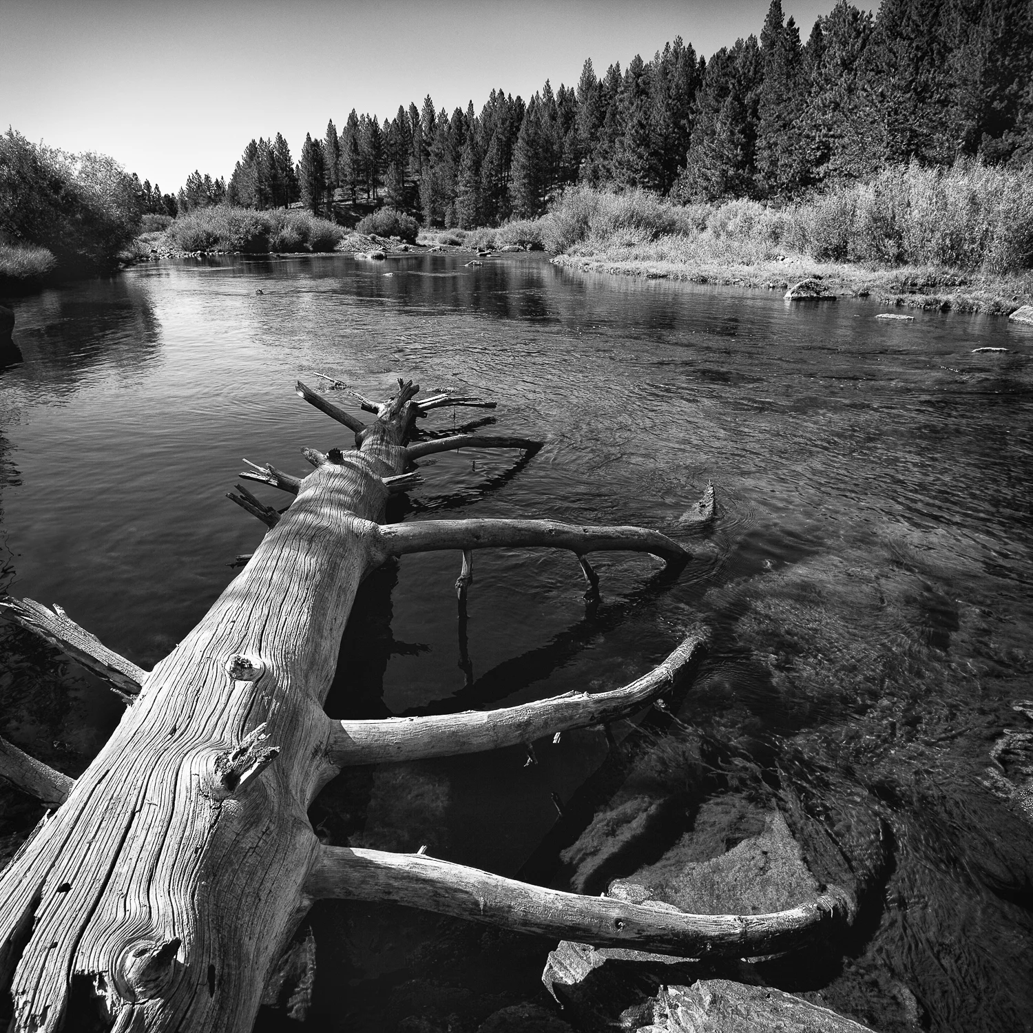 Fallen Timber, Little Truckee River, Sierra County, California