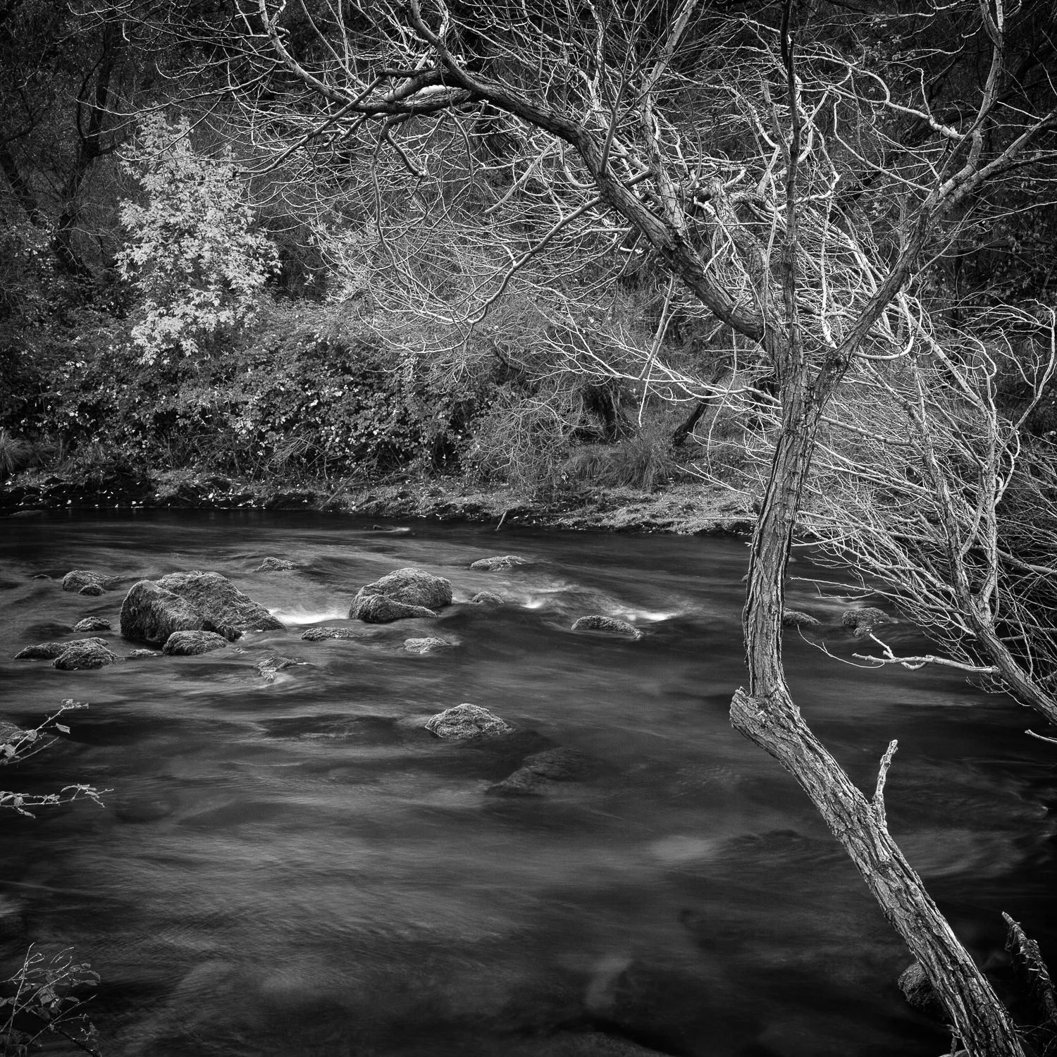 Upper Putah Creek, Study 1, Solano County, California