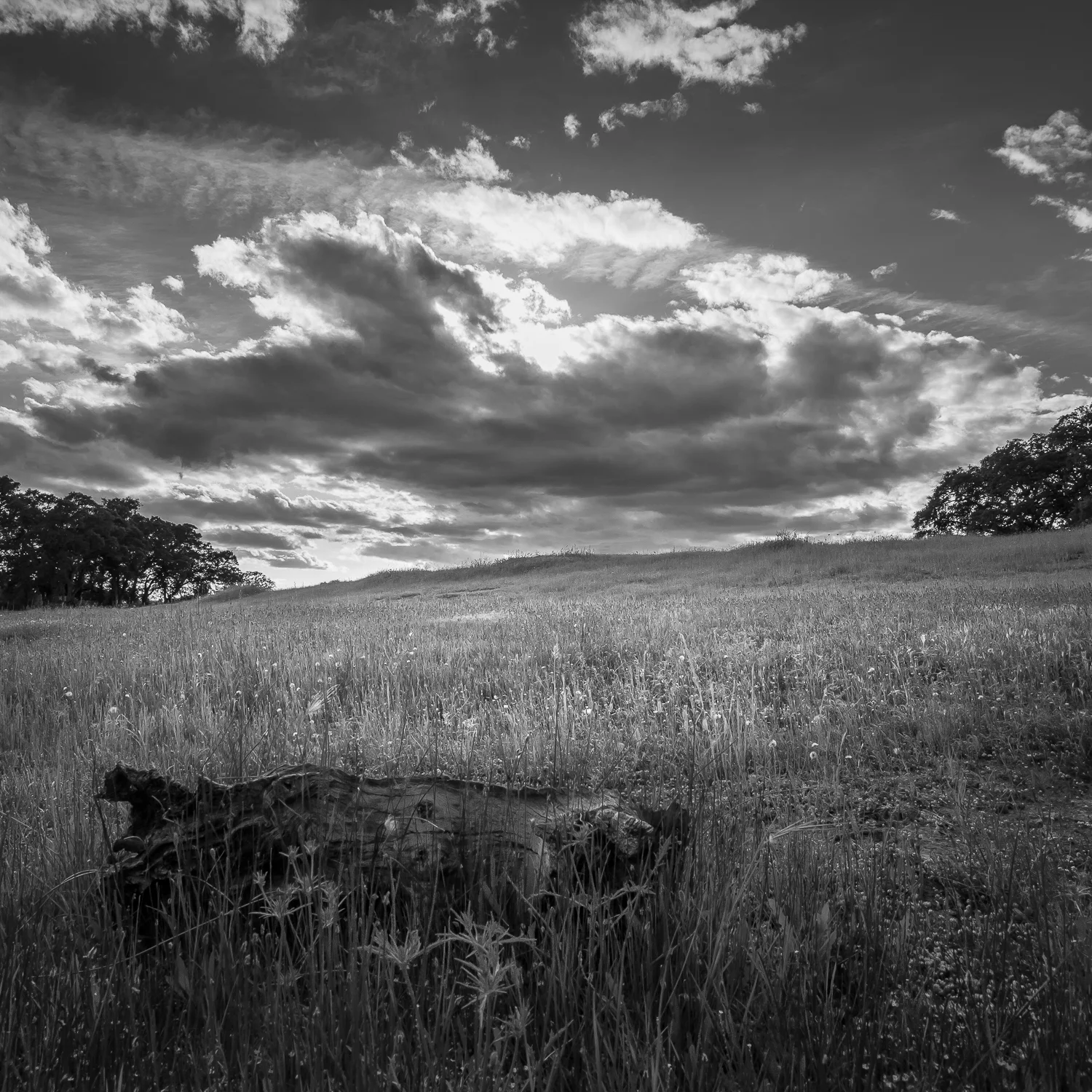 Stormlight Over Meadow