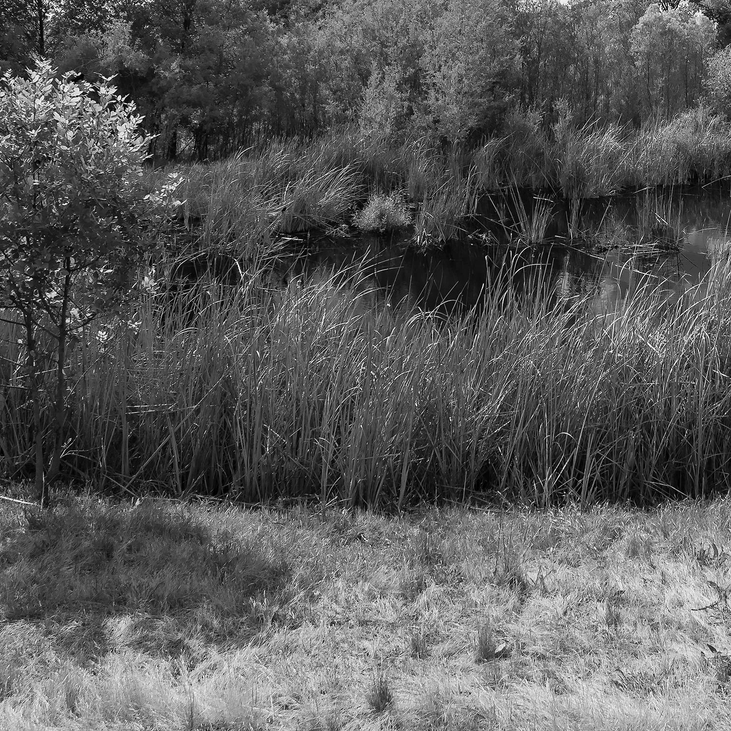 Ferrari Ranch Wetlands, Study 2, Detail