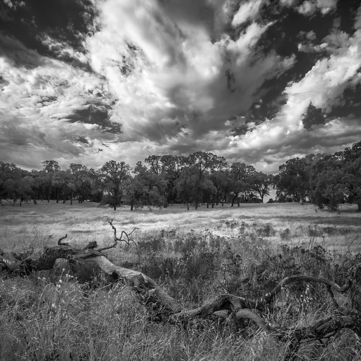 Summer Storm Over Fallen Oak