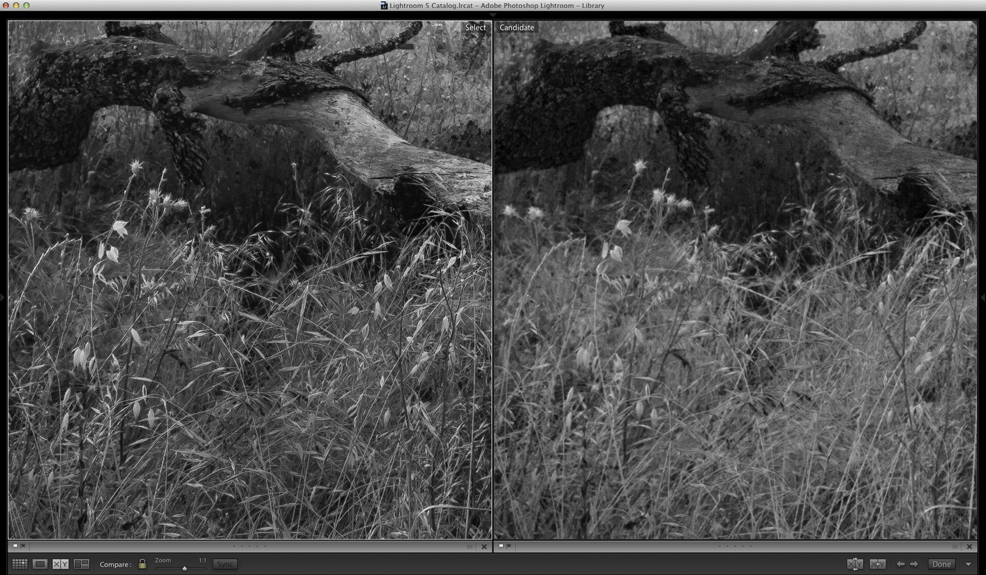 Lightroom (on left) showing improved detail and micro-contrast (click to view full size)