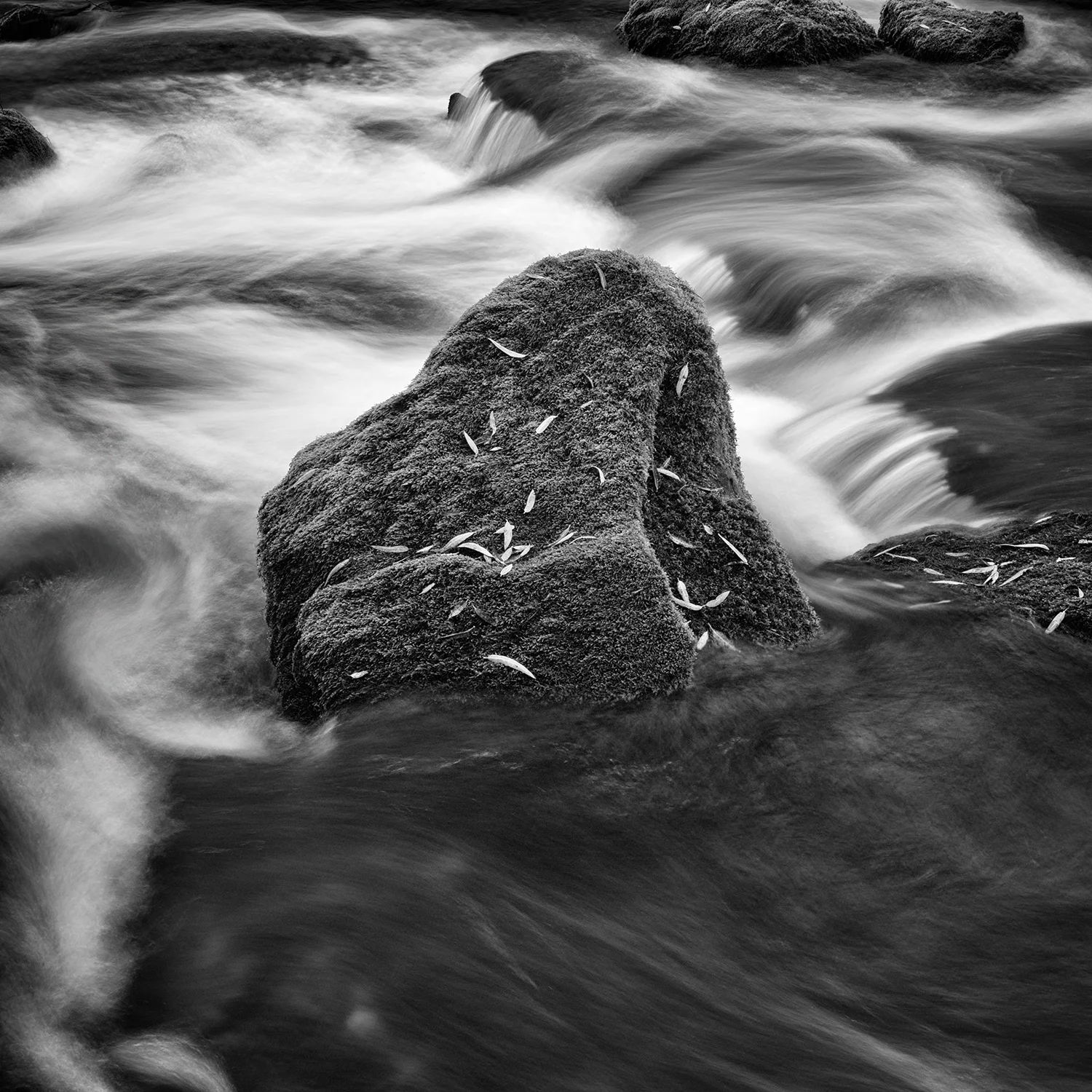 Putah Creek, Detail 4