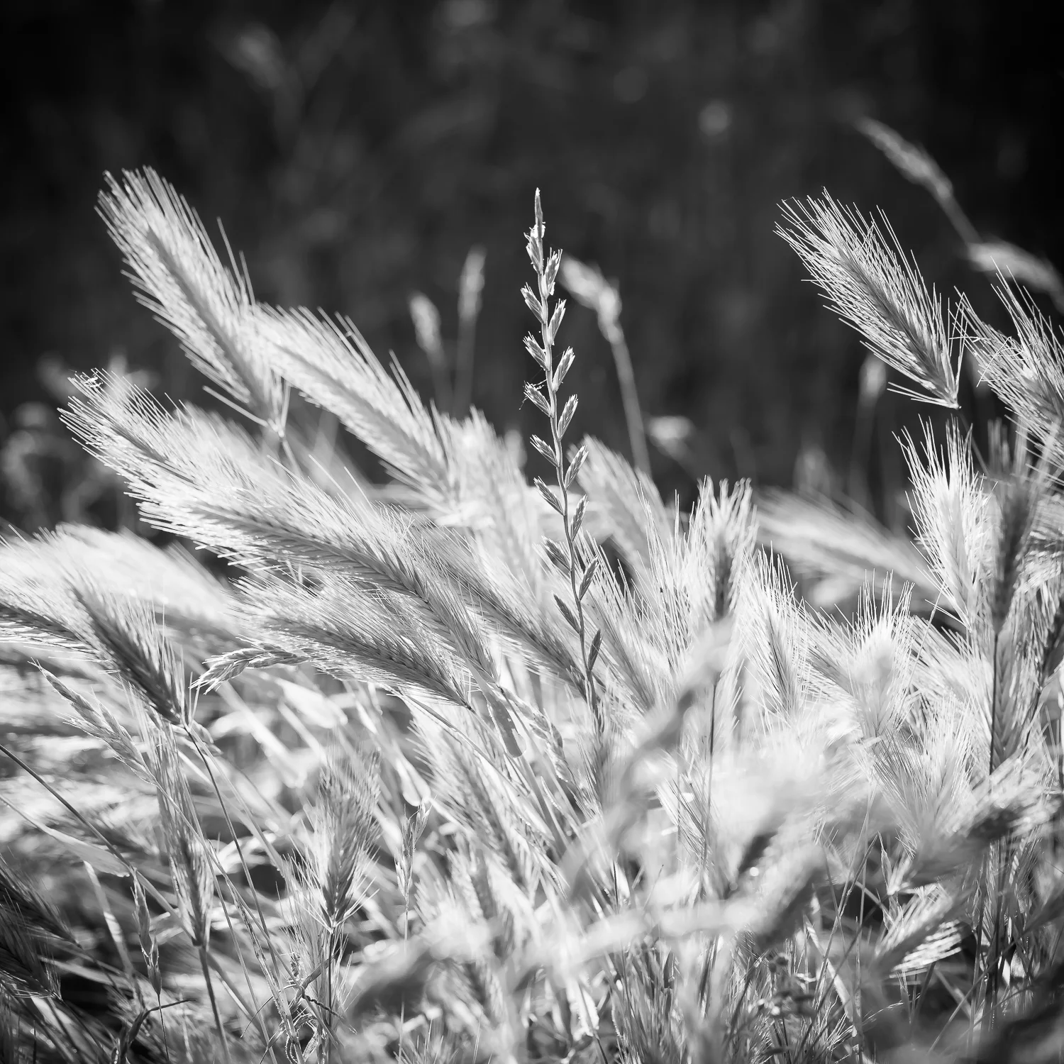 Morning Light in Field, Study 2