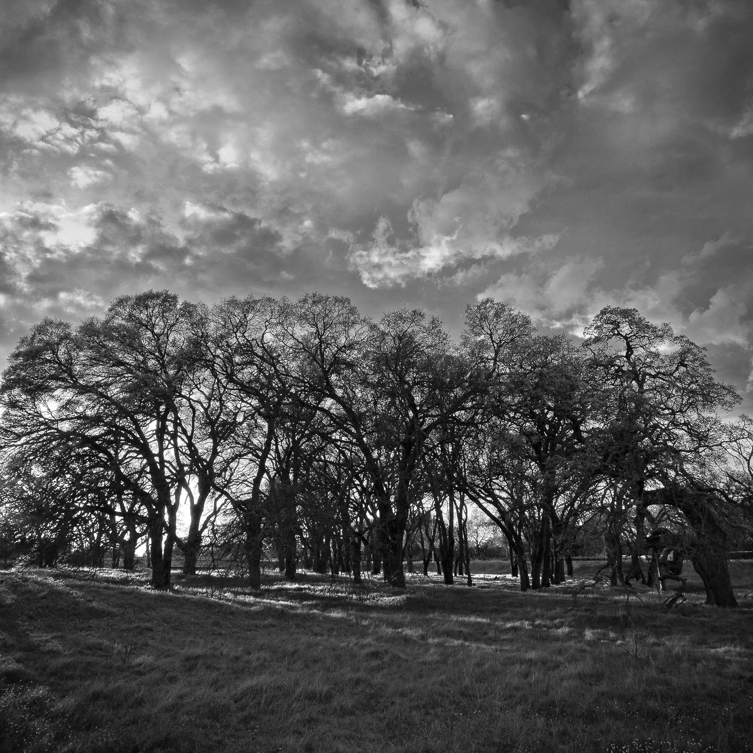 Westside Oak Forest, Study 3