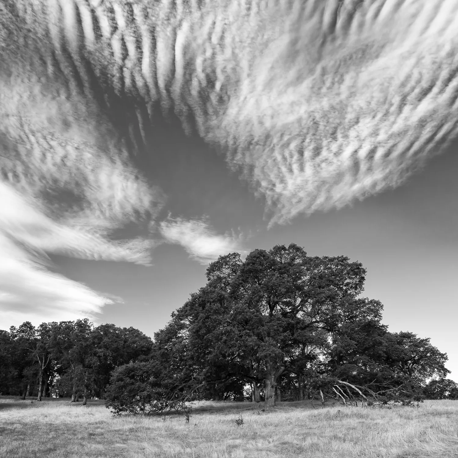 Altocumulus Over Oak Copse