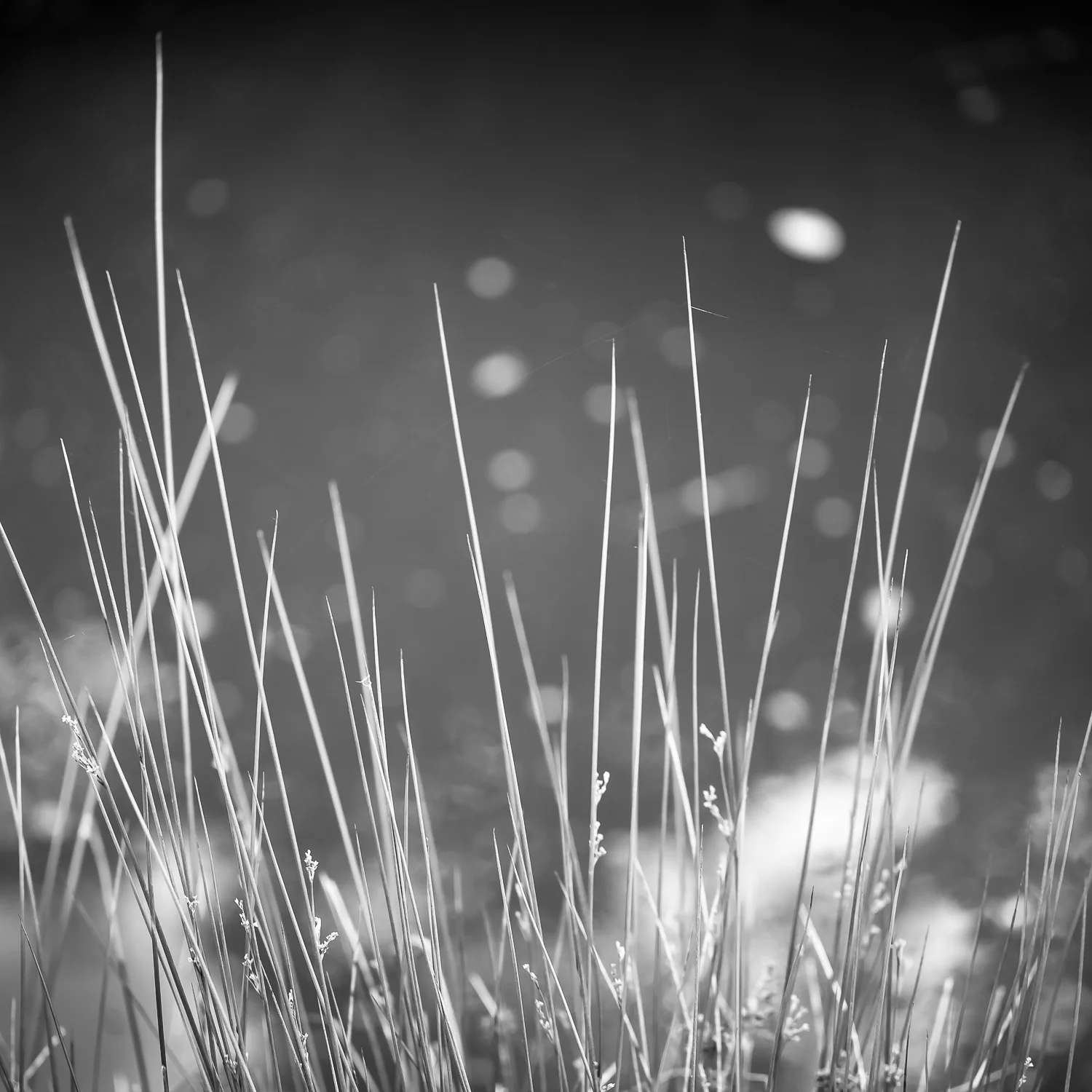Marsh Grass and Wetland