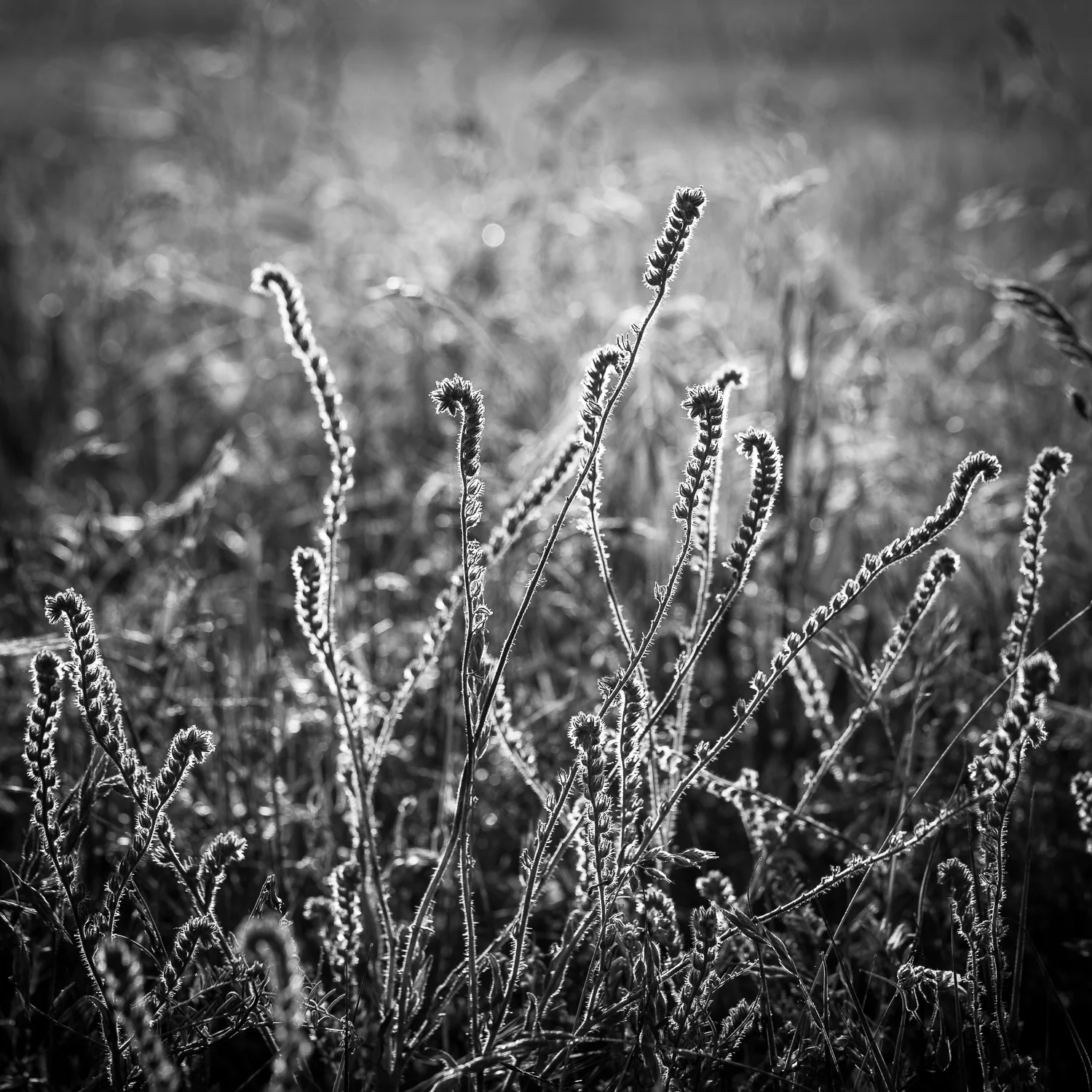 Morning Light in Field