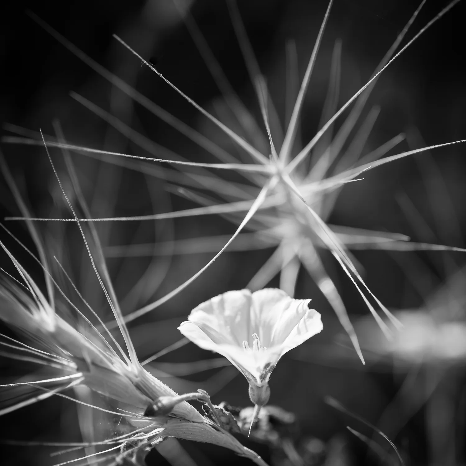 Wildflower and Thistle