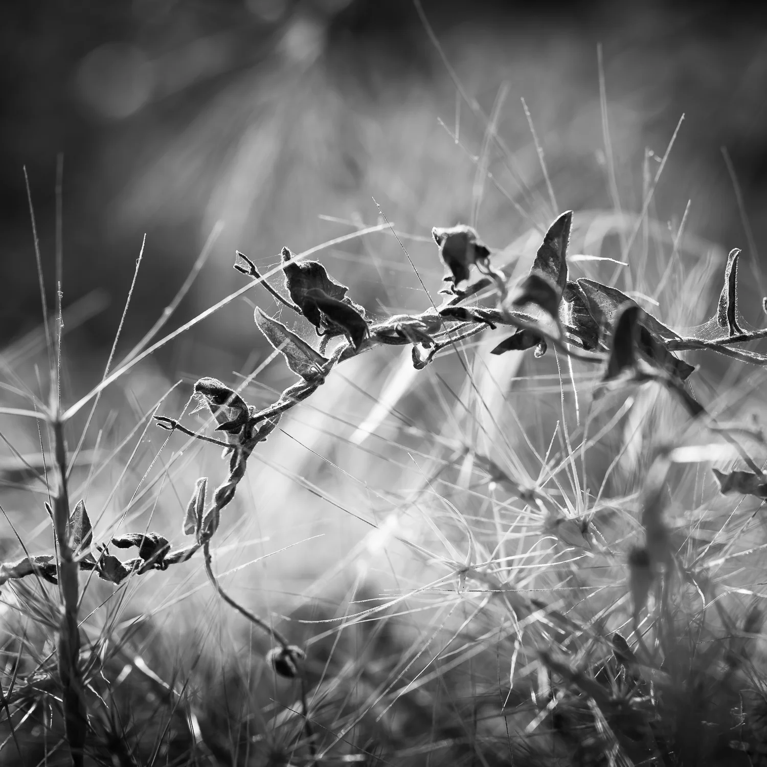 Wild Grasses and Vine