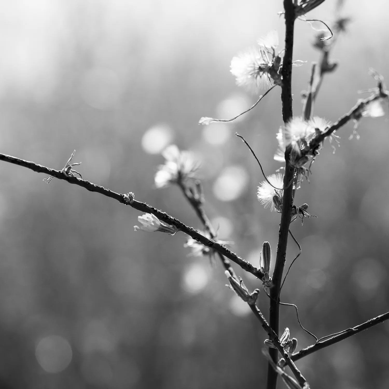 Natural Sumi-e