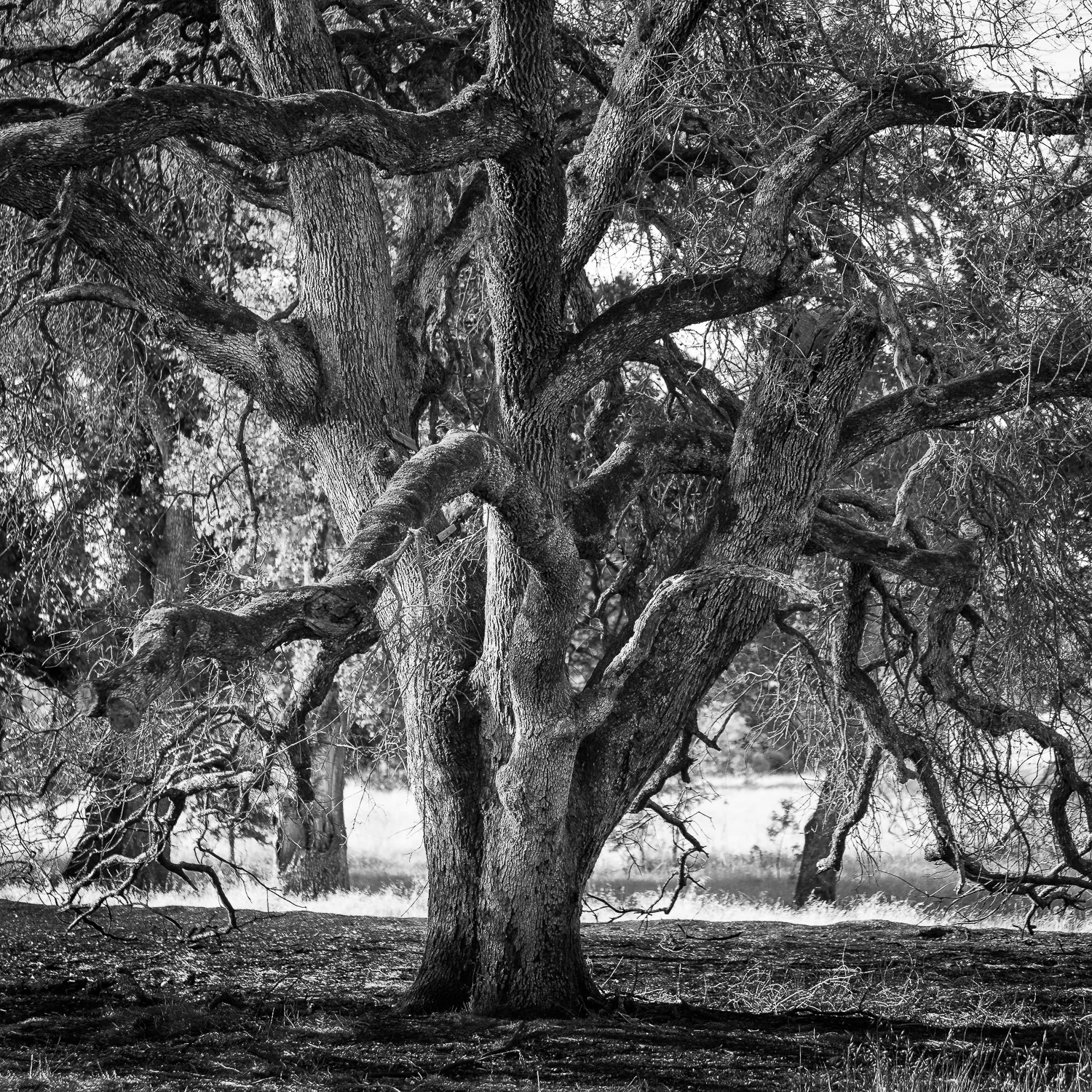 Charred Westside Oak (Summer 2014)