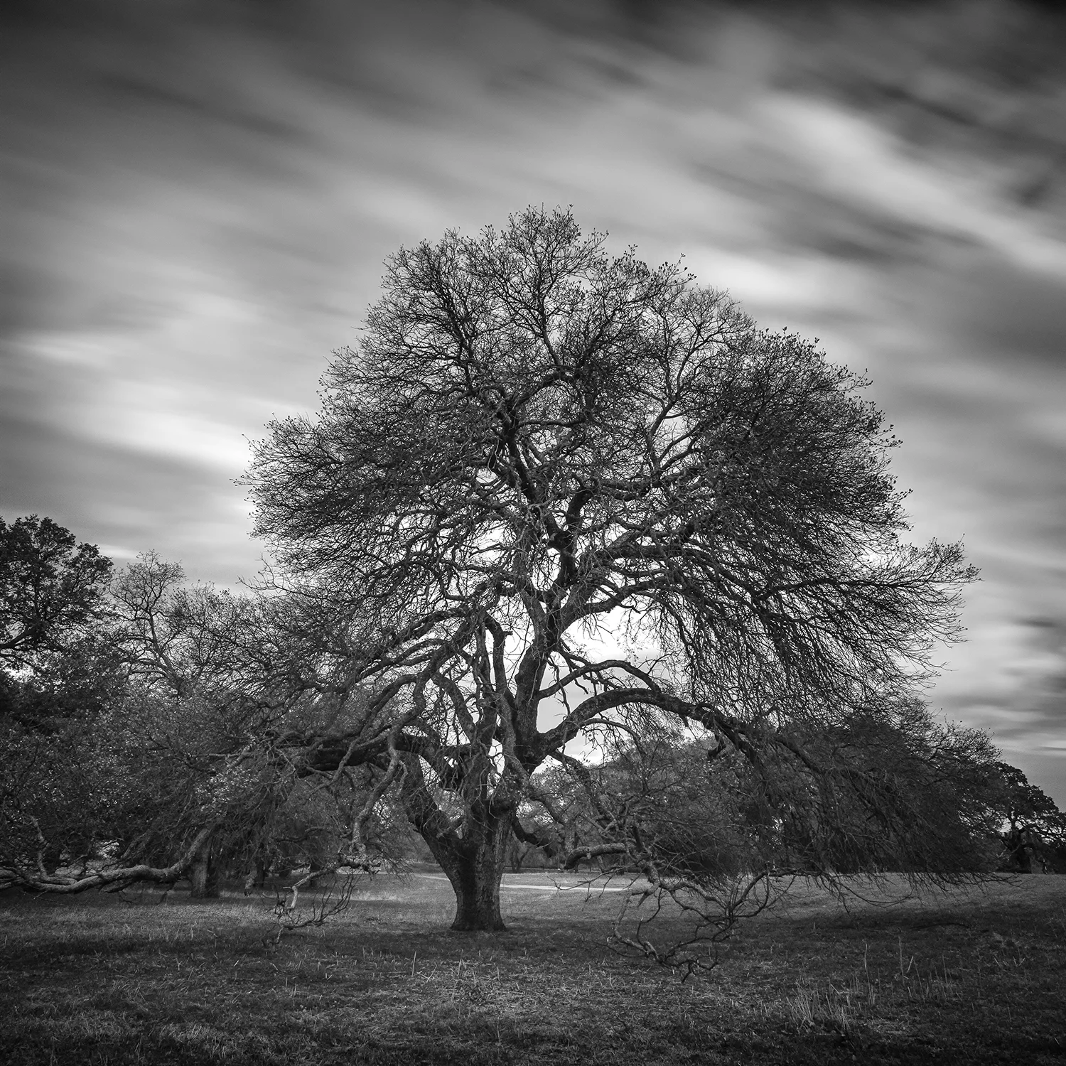 Westside Oak (Winter 2013)