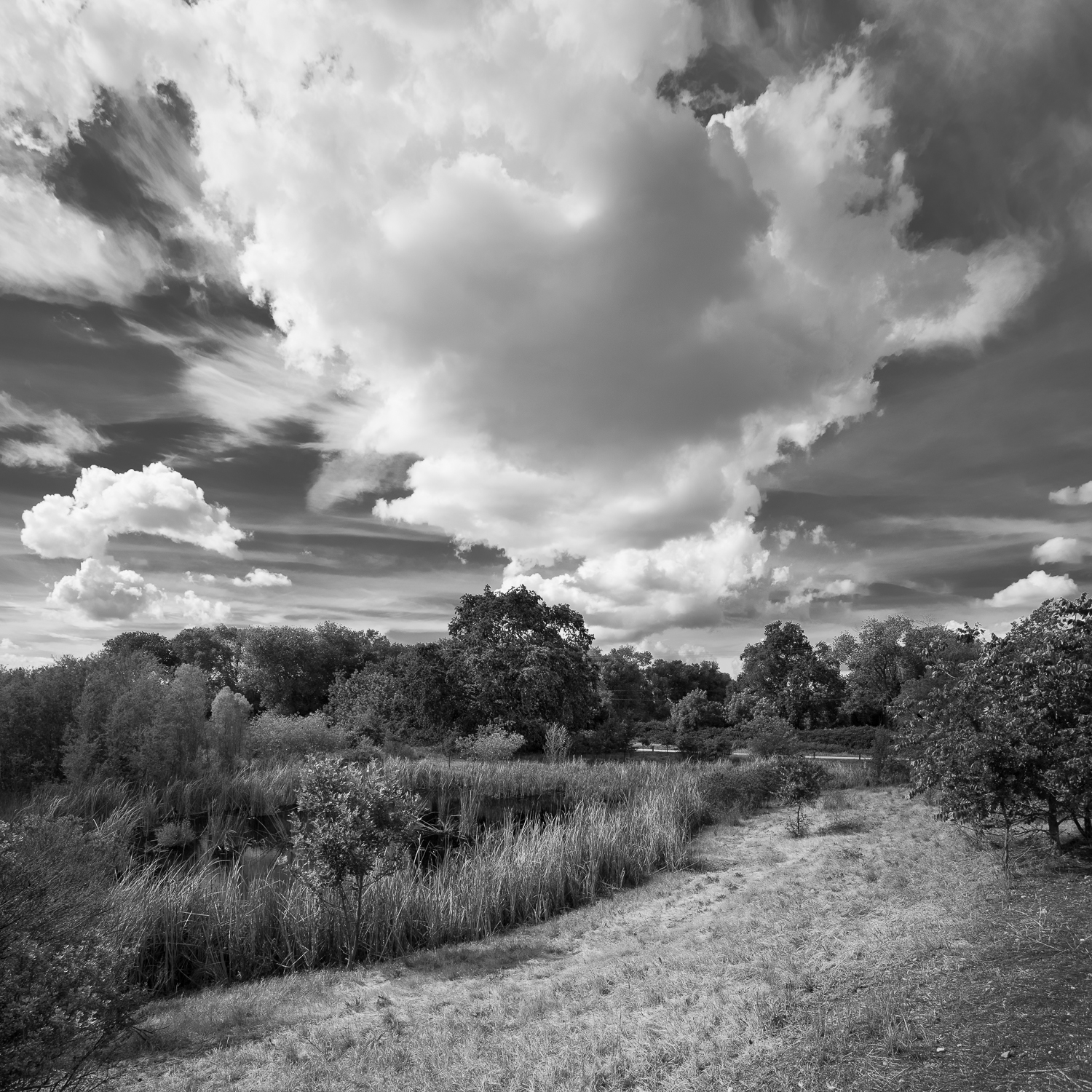 Ferrari Ranch Wetlands, Study 1