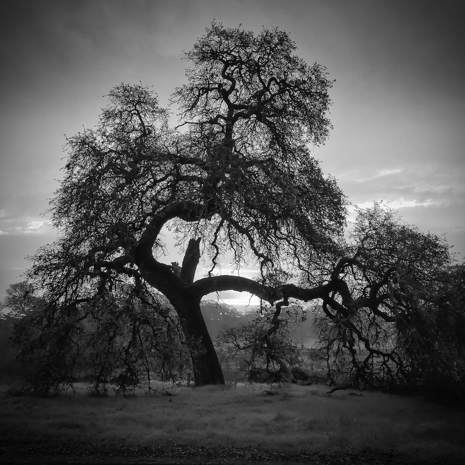 Old Oak at Sunrise